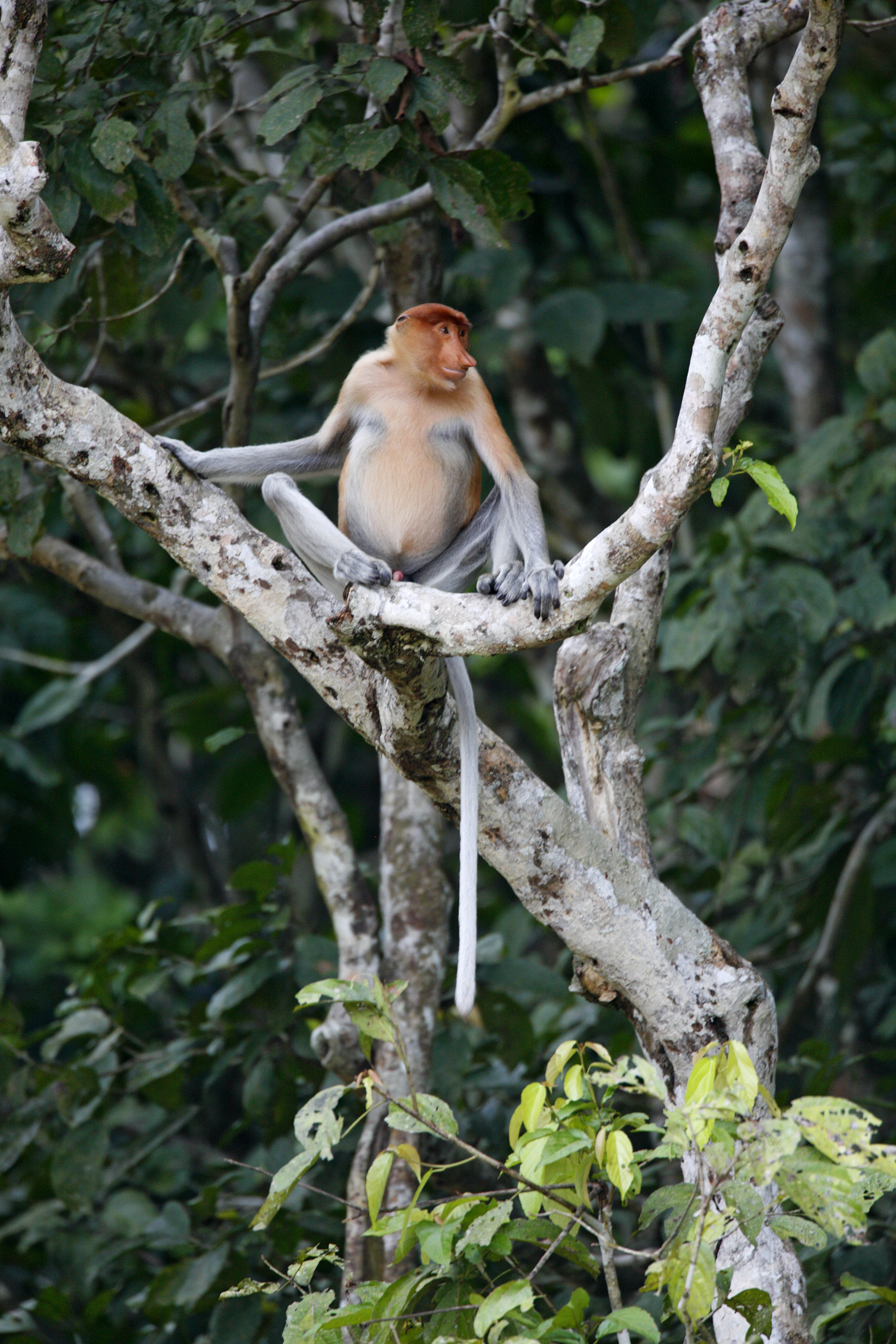 Proboscis monkey overlooking the Kinabatangan River - Sabah, Malaysia