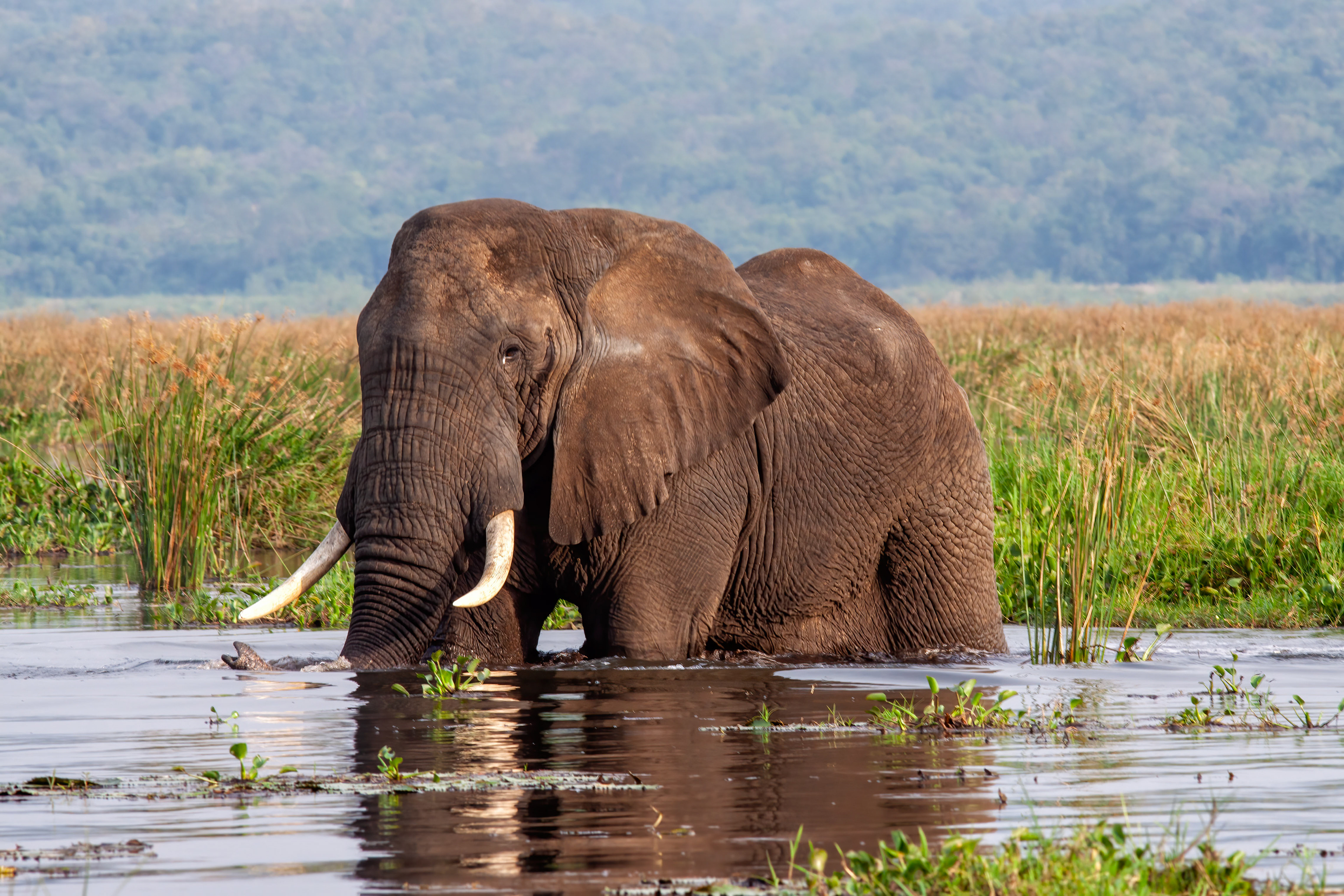African Elephant crossing the Nile River - Uganda - RM