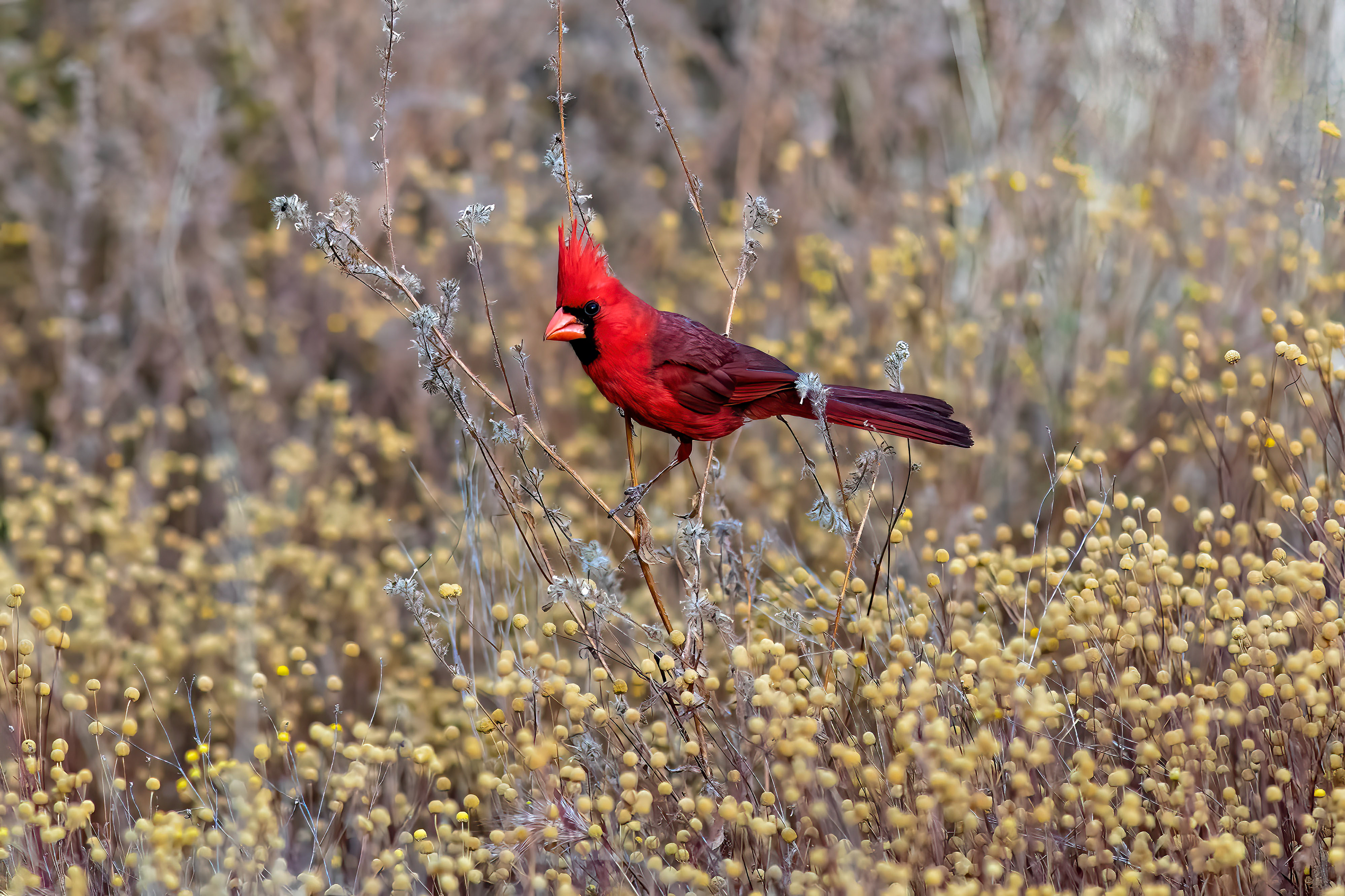 Northern Cardinal male - RM