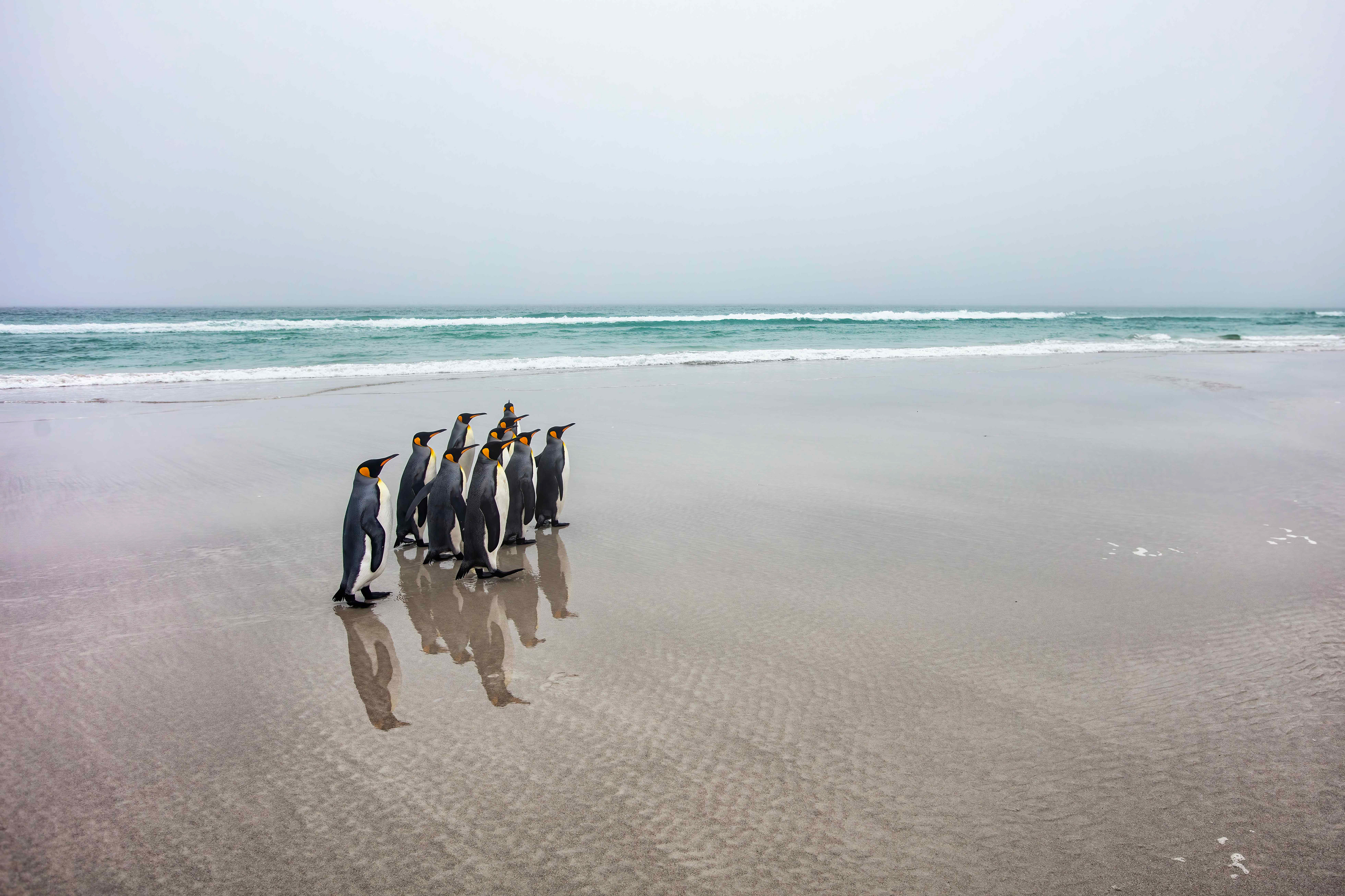 King Penguins on Volunteer Beach - Falklands