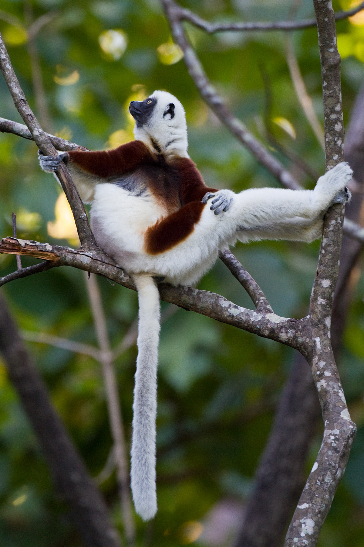 Coquerel's Sifaka - Ankarafantsika