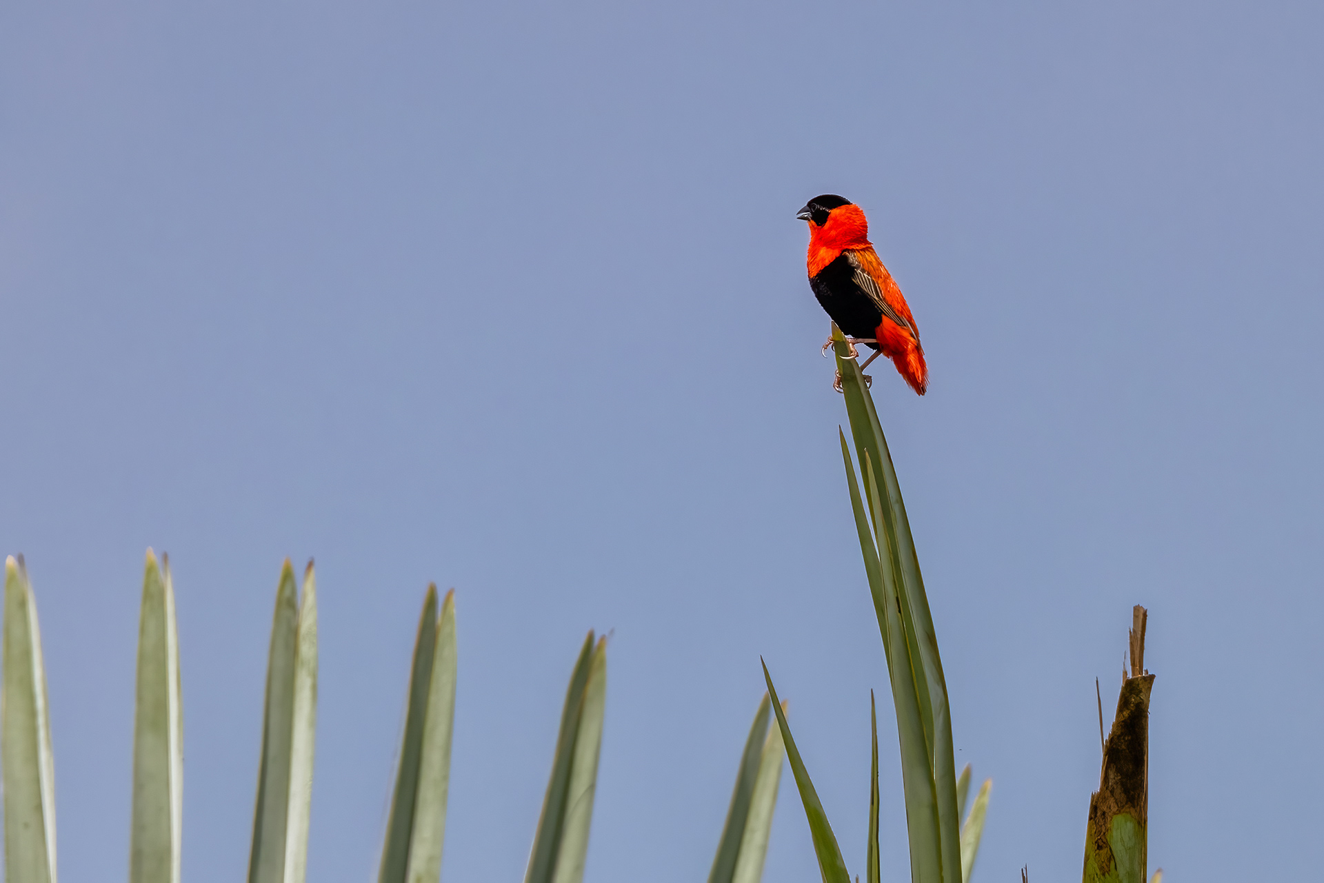 Southern Red Bishop - Murchison Falls National Park, Uganda - RM