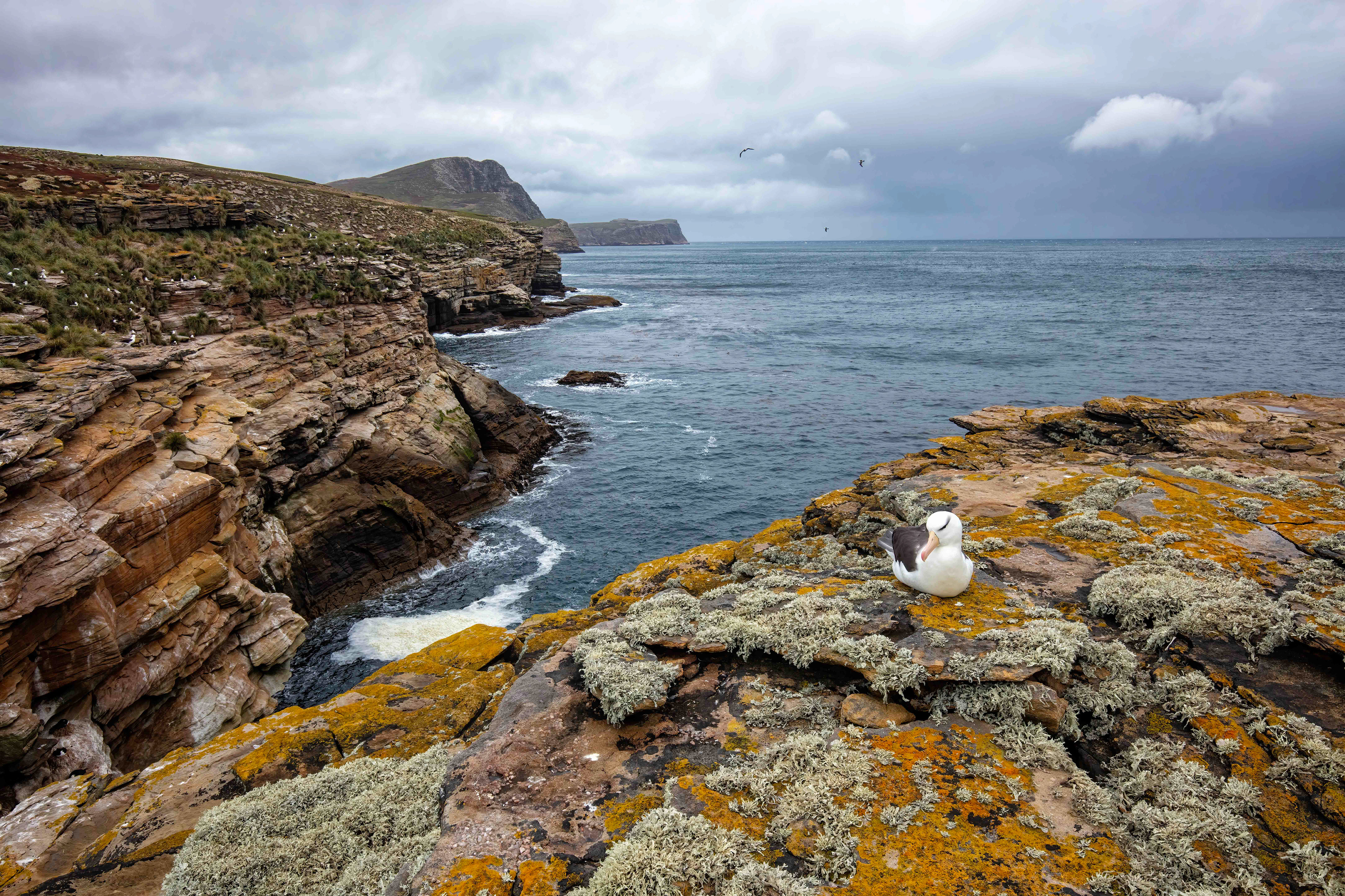 Black-browed Albatross on the cliffs of New island - Falklands