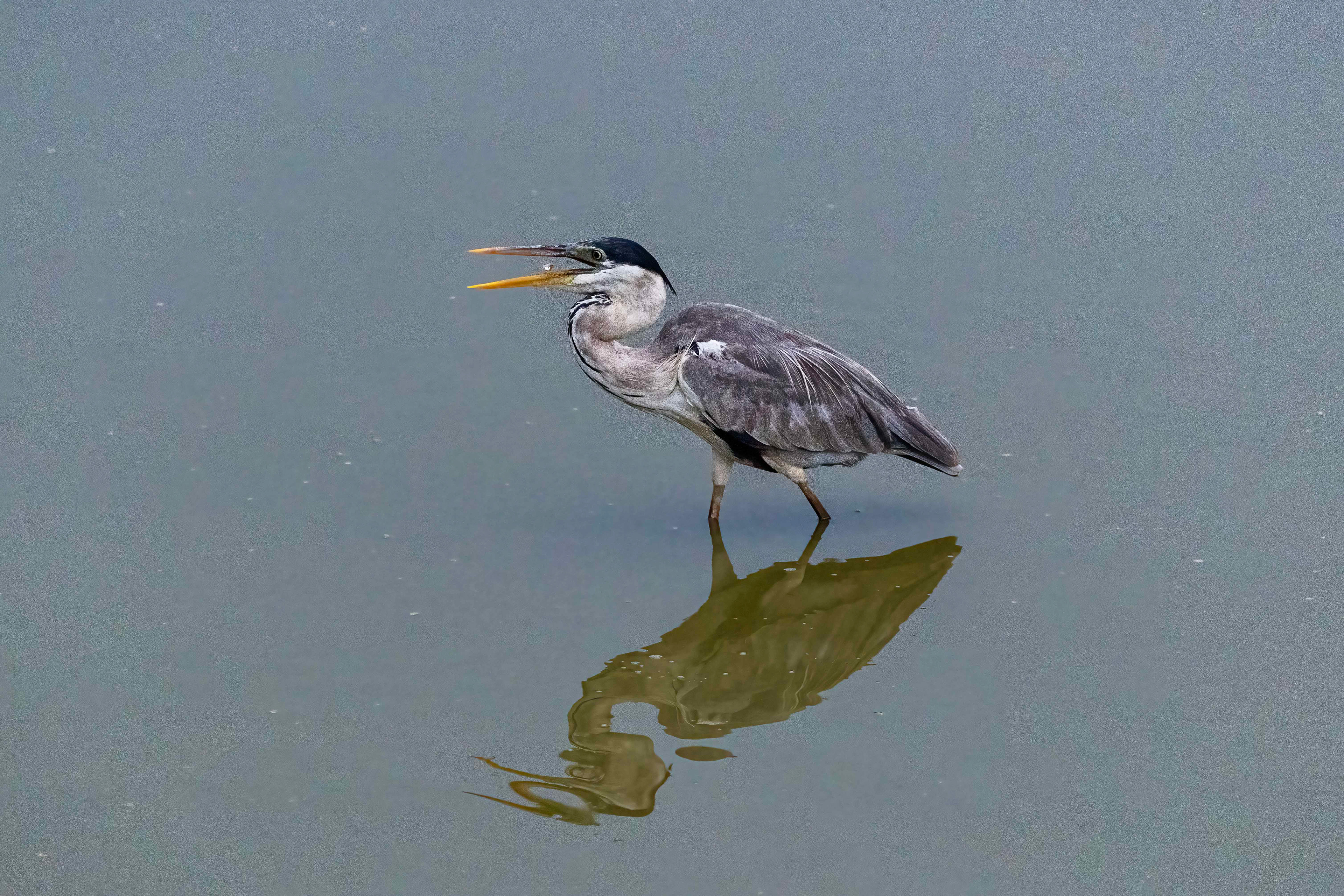 Cocol heron catching a small fish