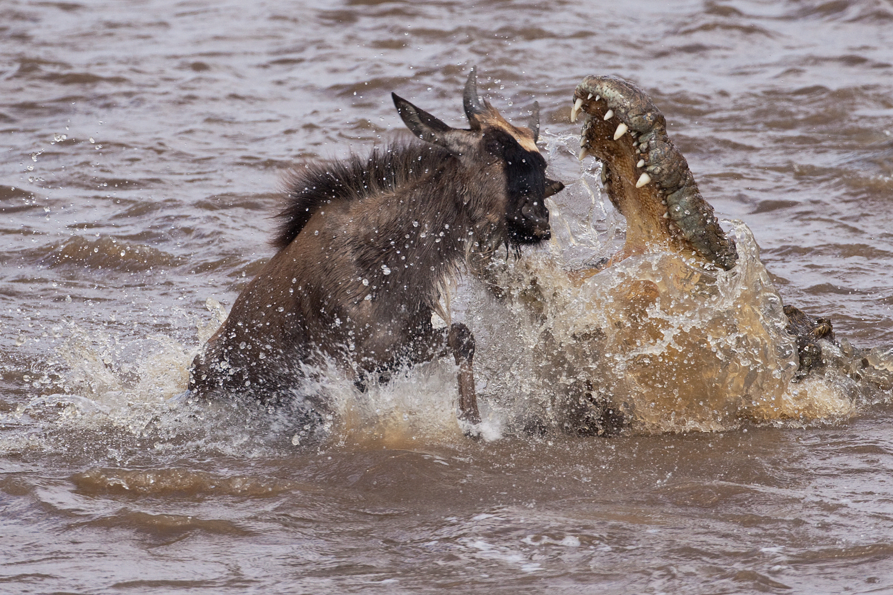 Young Wildebeest narrowly escaping the jaws of a huge Nile Crocodile while crossing the Mara River - Masai Mara
