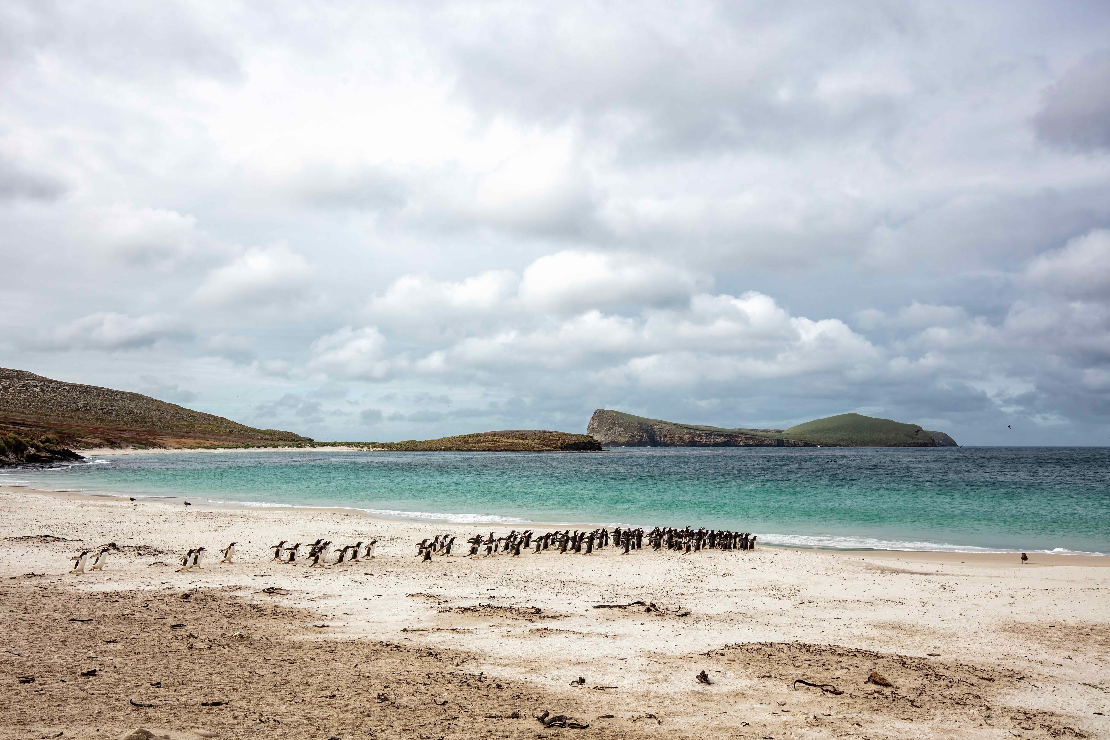 Large group of Gentoo Penguins heading out to feed at the north of New Island - Falklands