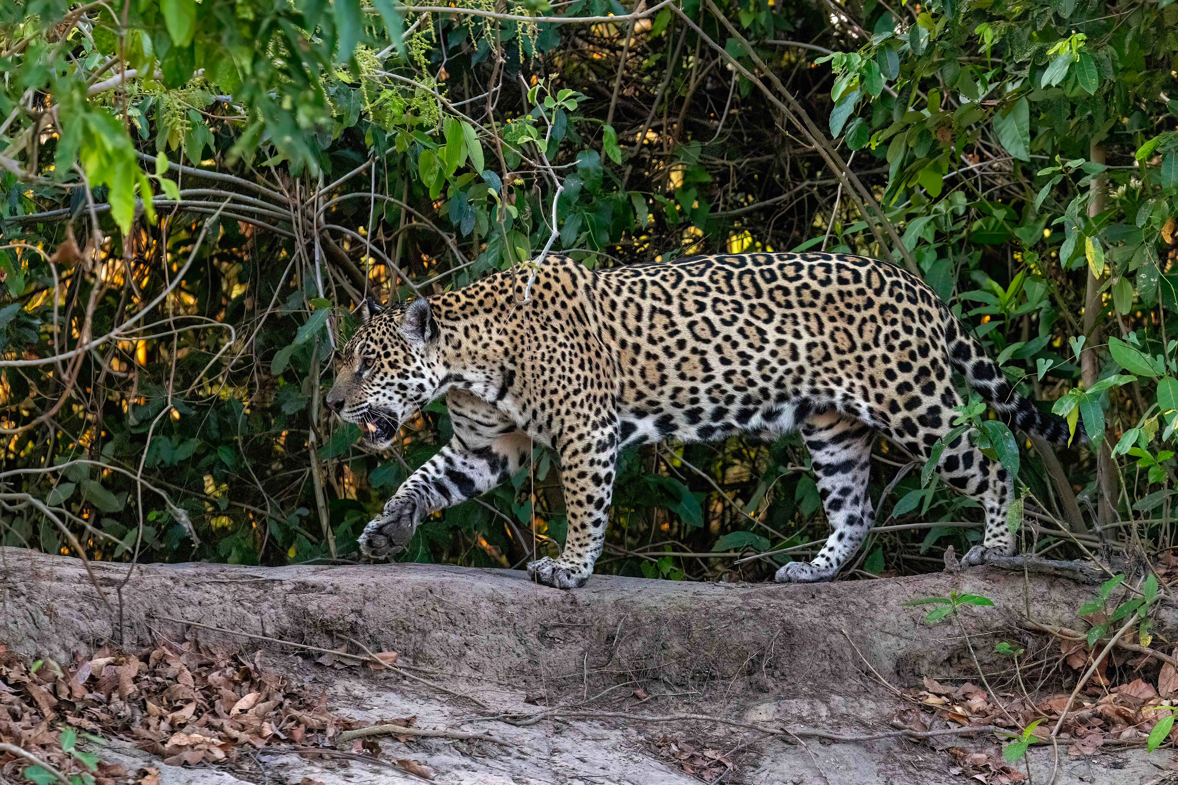 Female Jaguar