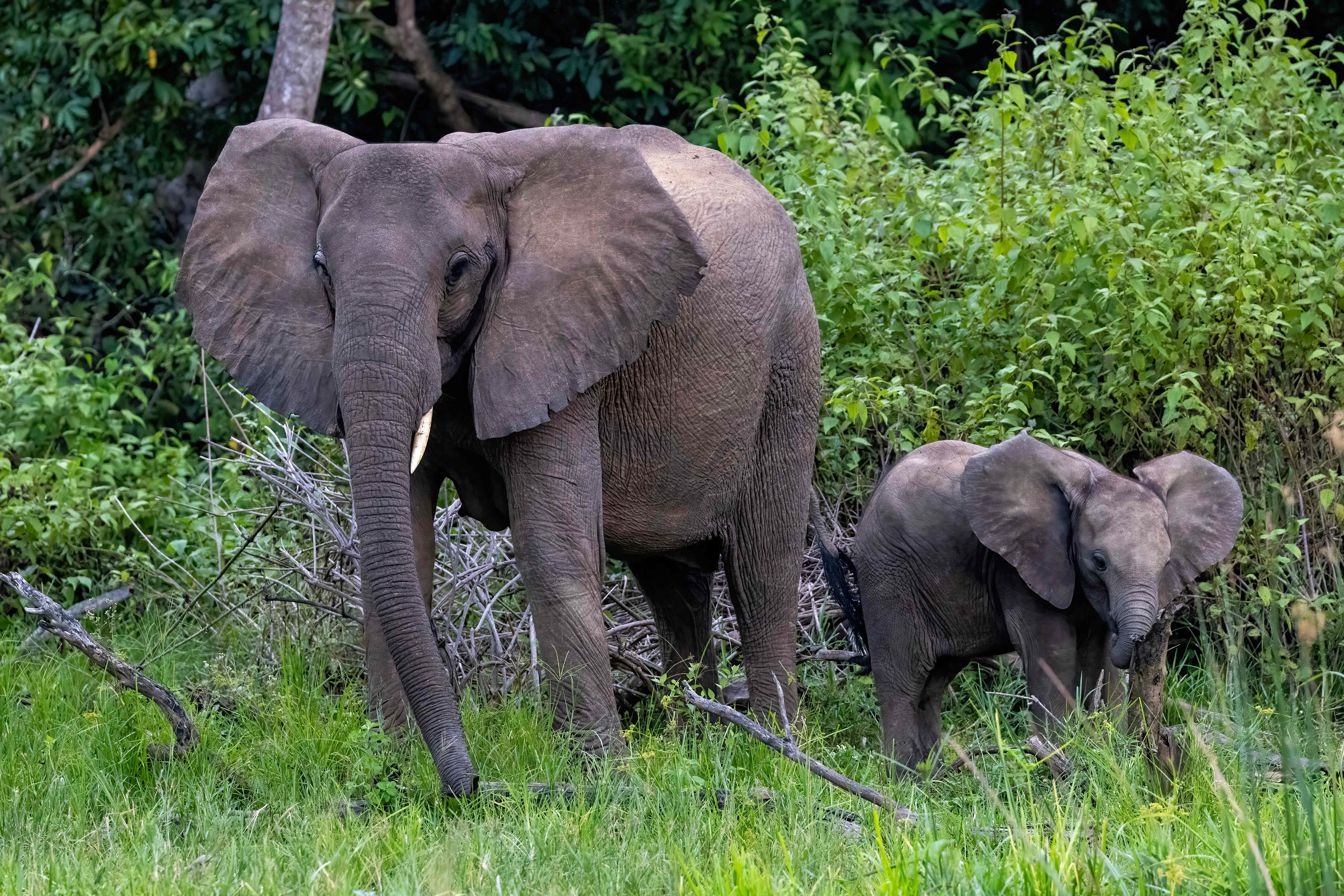 Mother Elephant & Calf on the banks of the Nile River - Uganda - RM