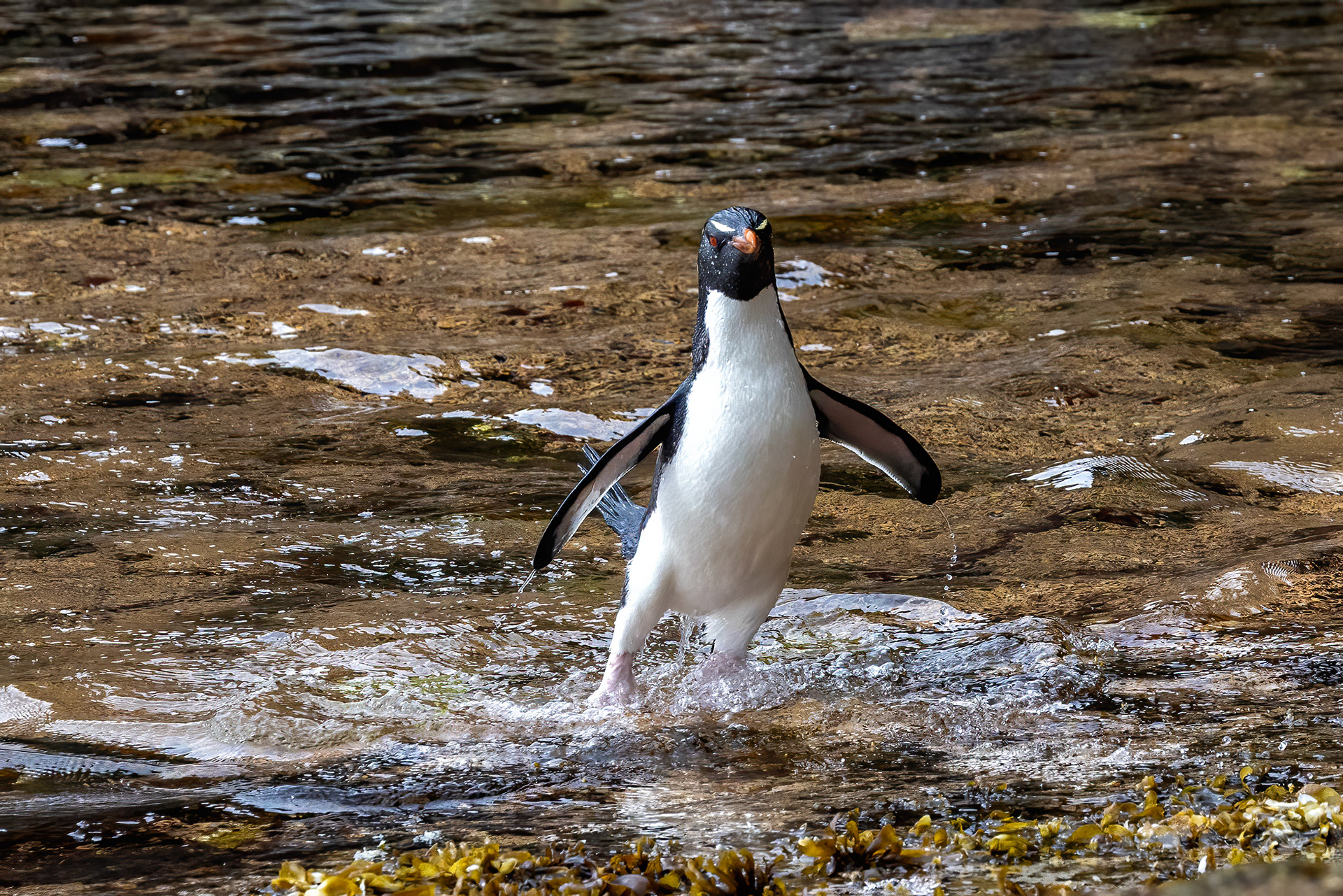 Southern Rockhopper making its way back to the colony - Falklands - RM