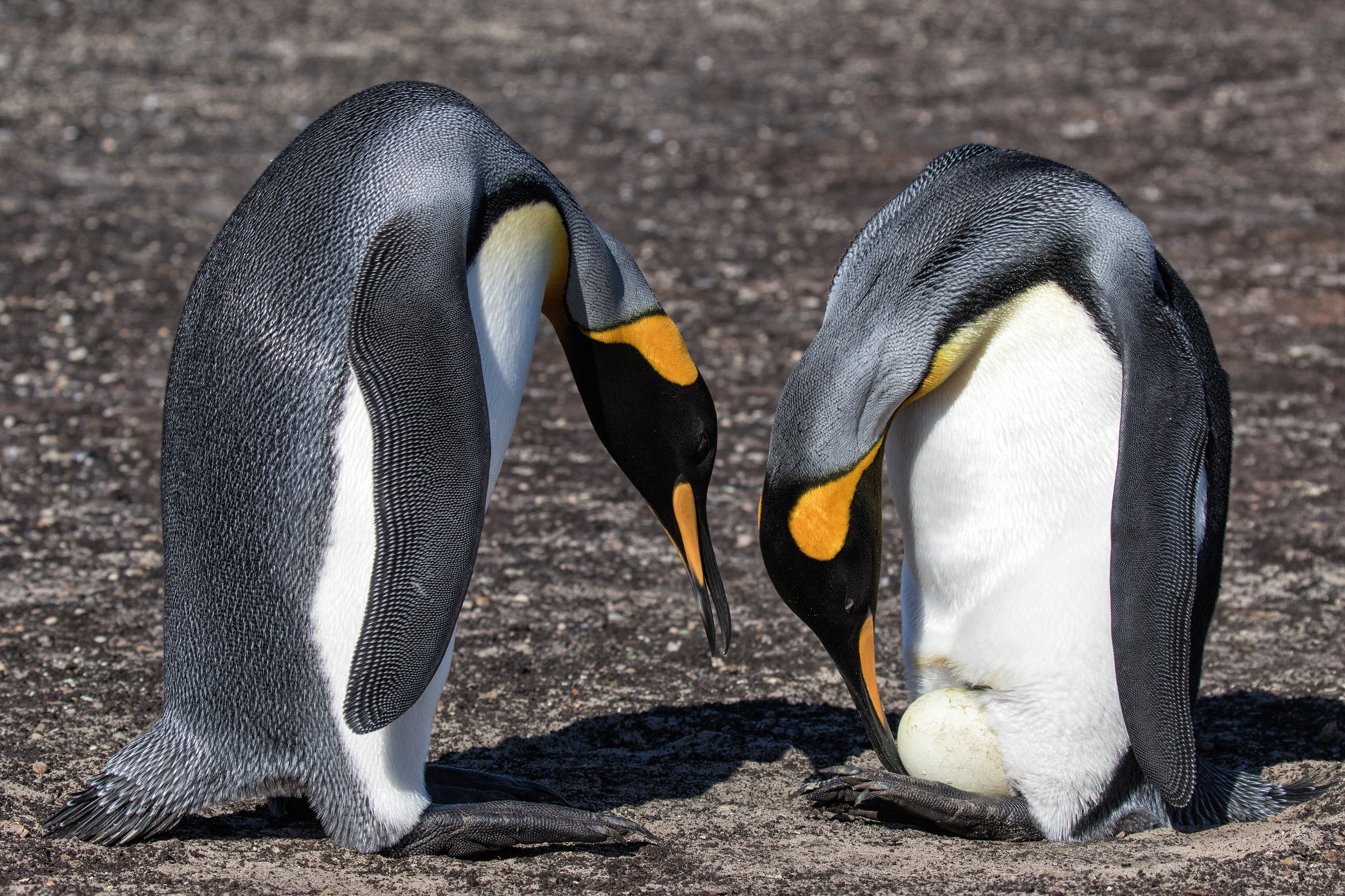 King Penguin parents carefully transfer their precious egg - Falklands
