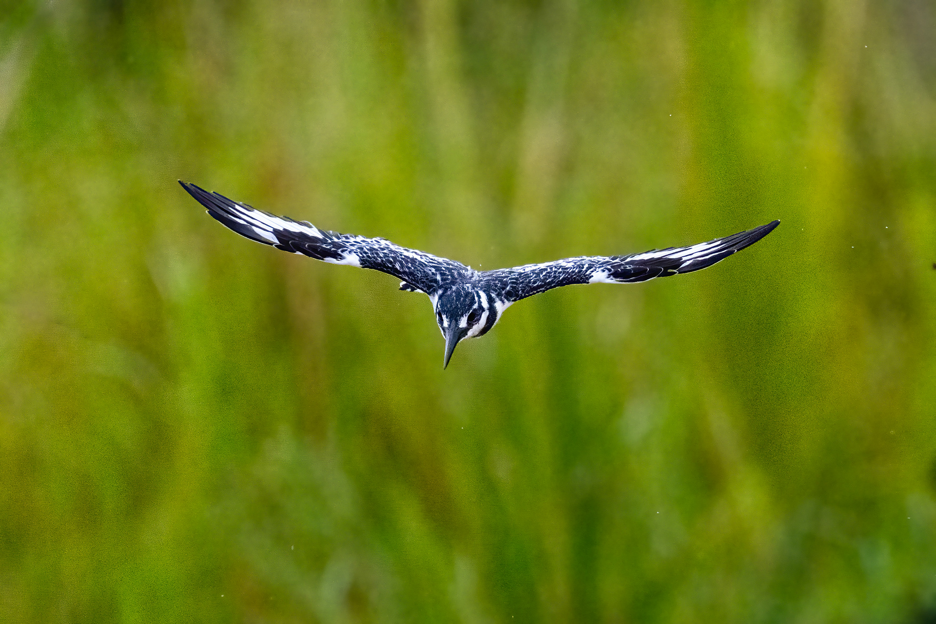 Pied Kingfisher - Murchison Falls National Park, Uganda
