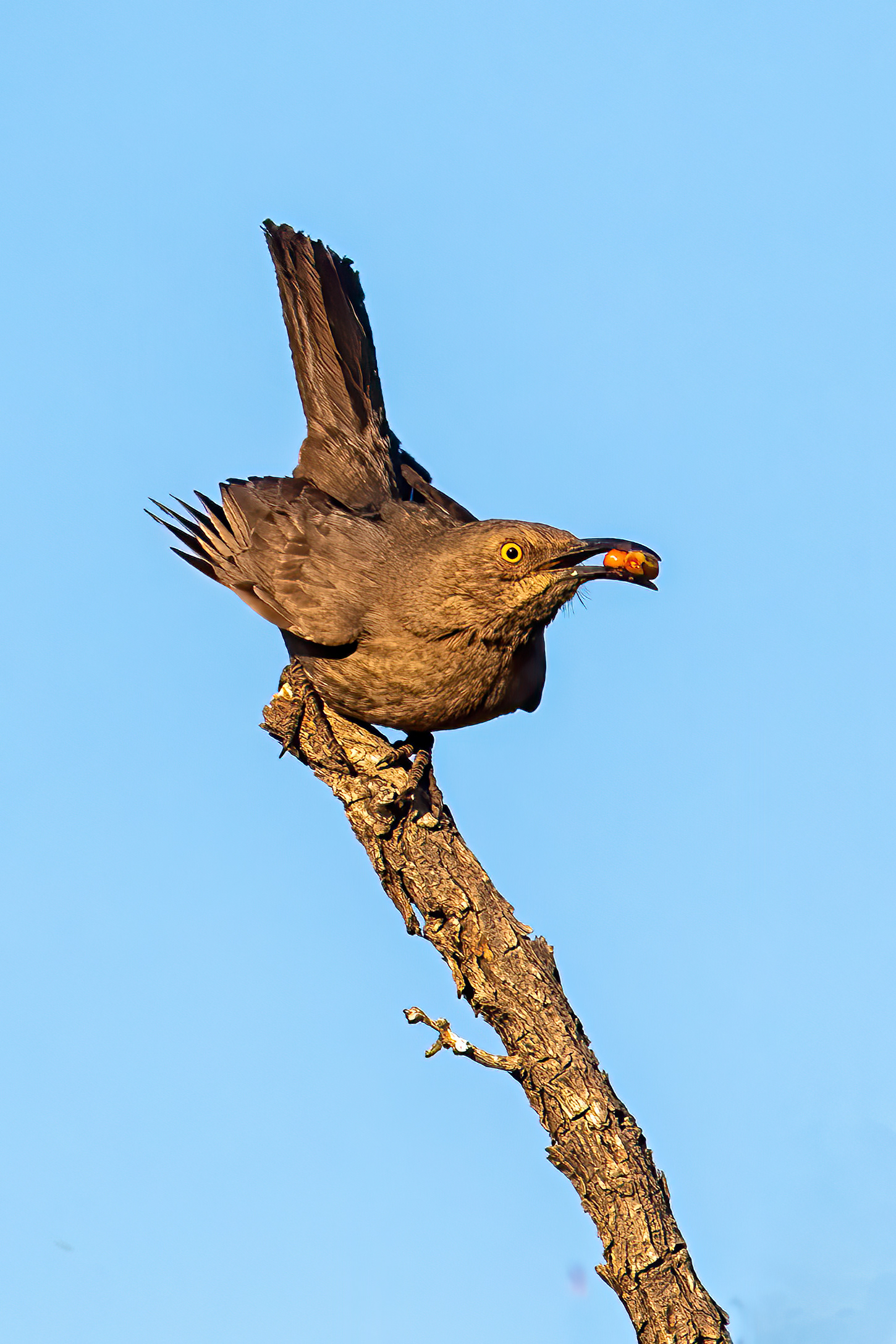 Curve-billed Thrasher - RM