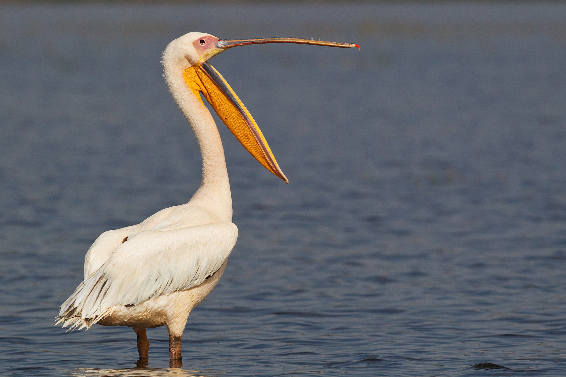 Great White Pelican - Nakuru