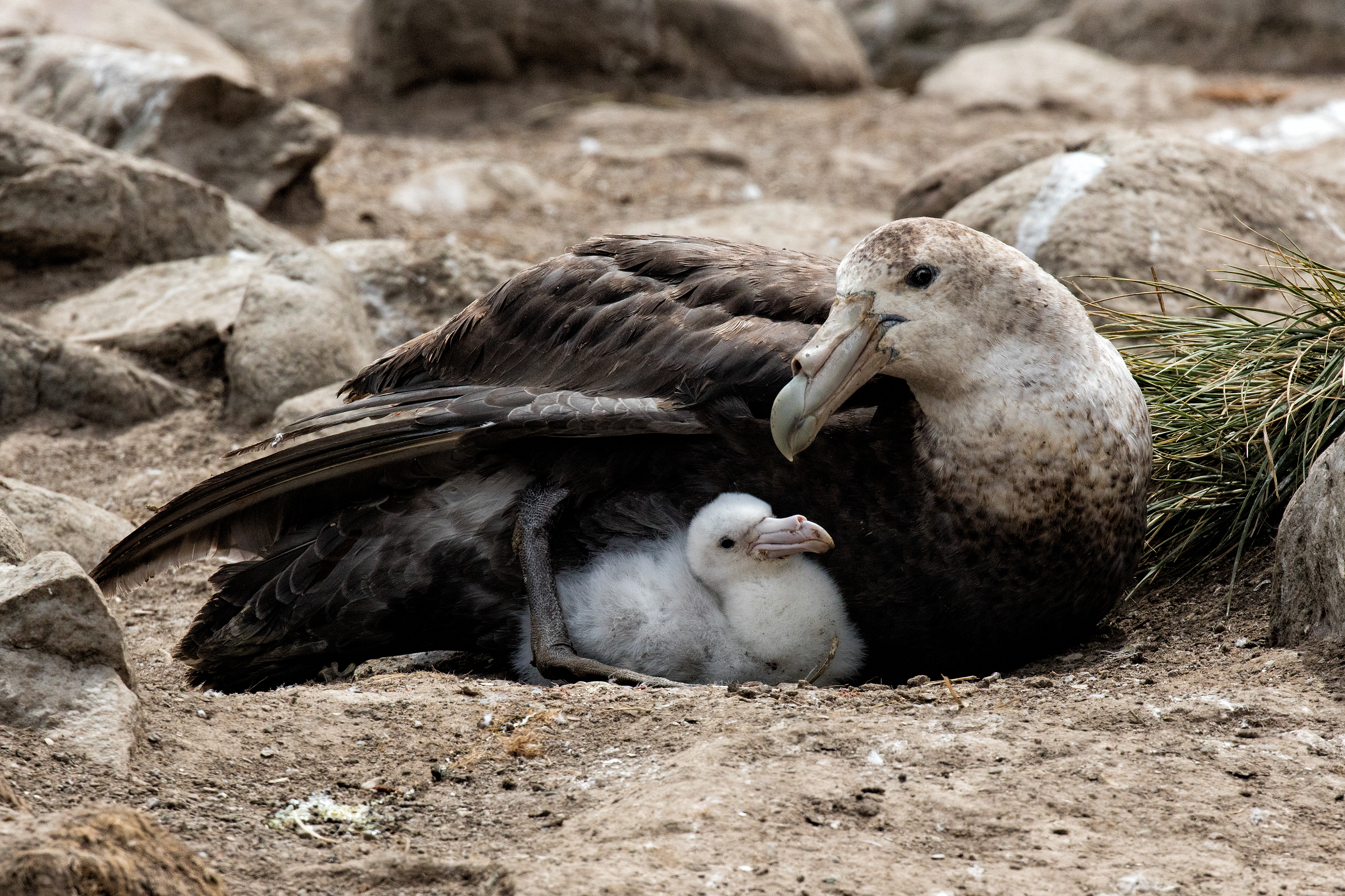 Southern Giant Petrel protecting her chick - Falklands