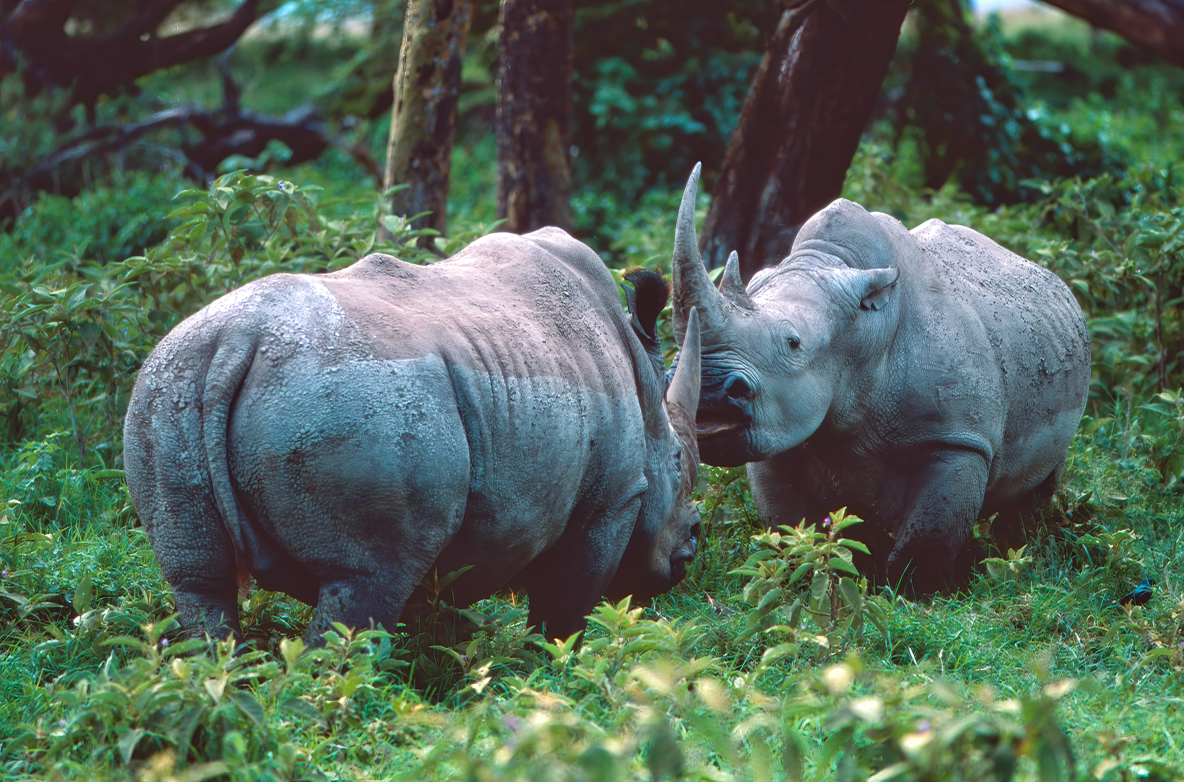 White Rhinos facing off - Nakuru