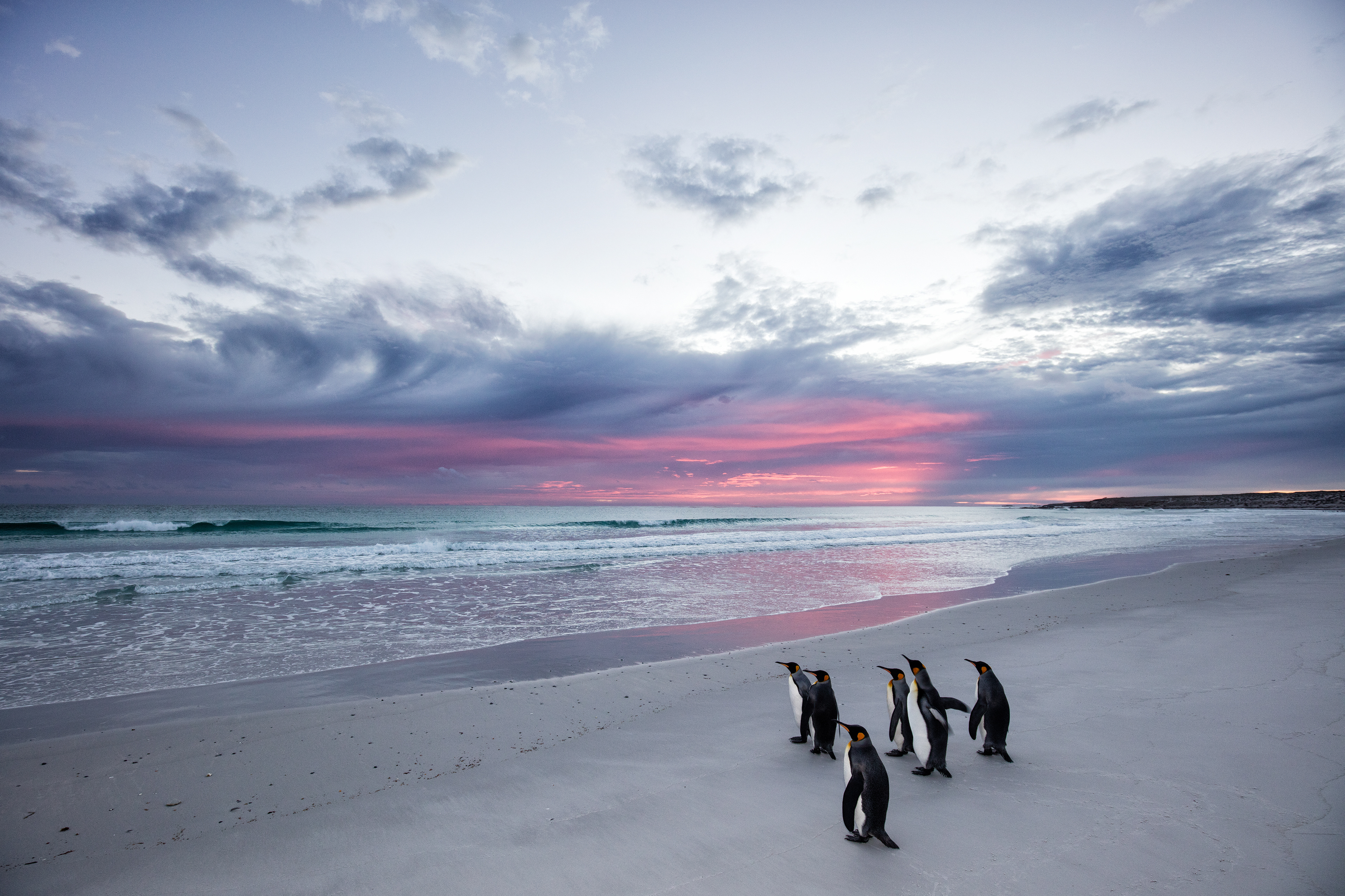 King Penguins at dawn - Falklands