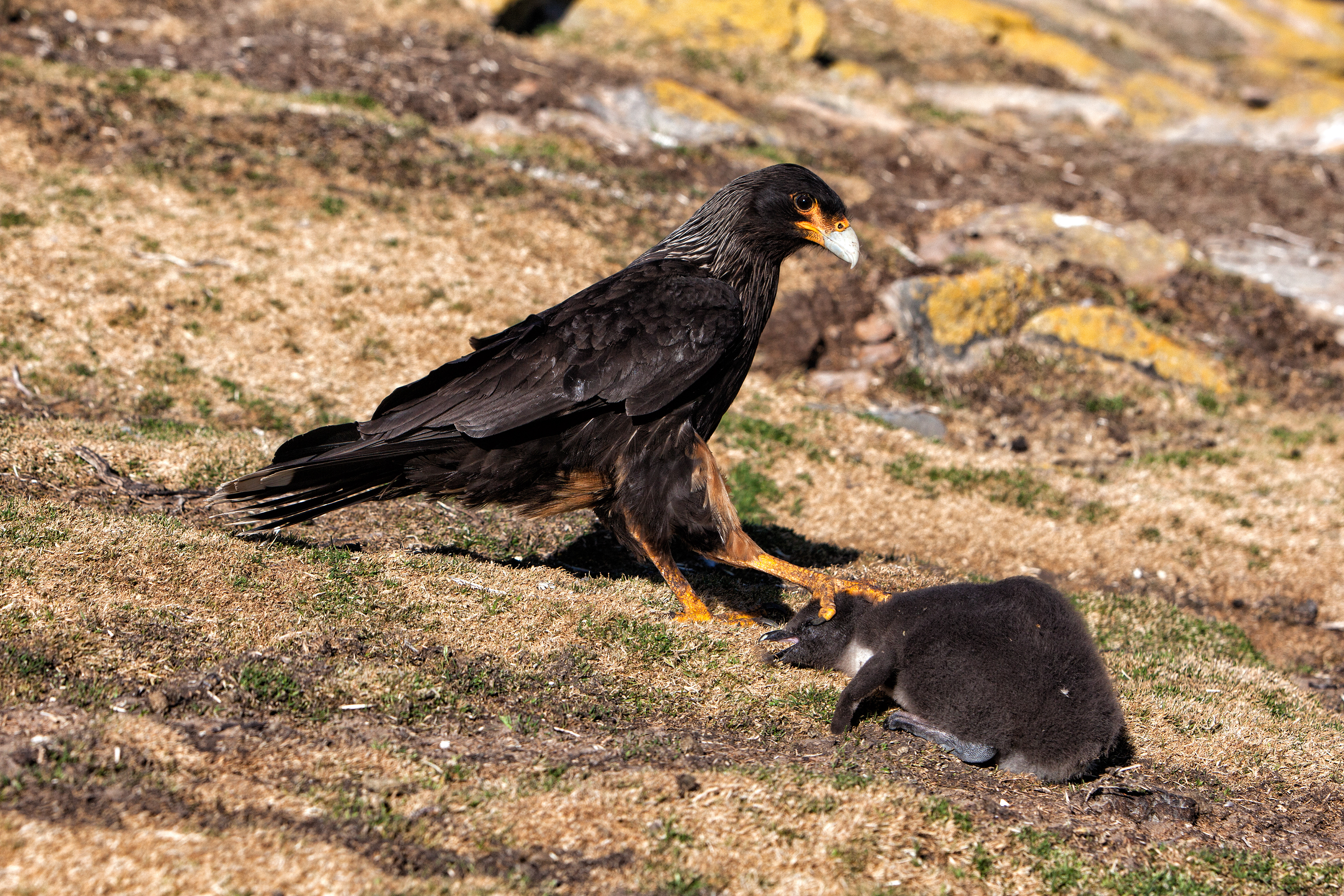 A Striated Caracara attacking a Rockhopper Penguin chick (the chick managed to escape) - Falklands