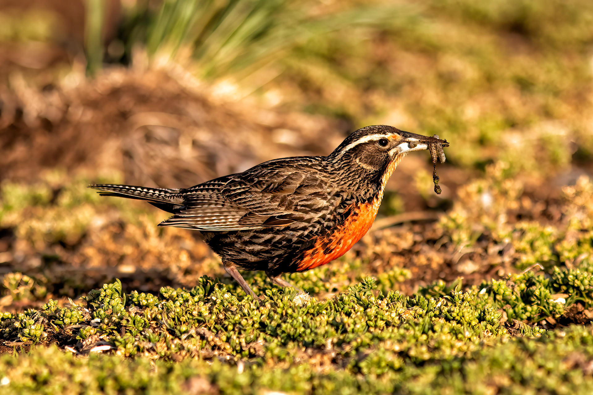 Meadowlark feeding - Falklands - RM