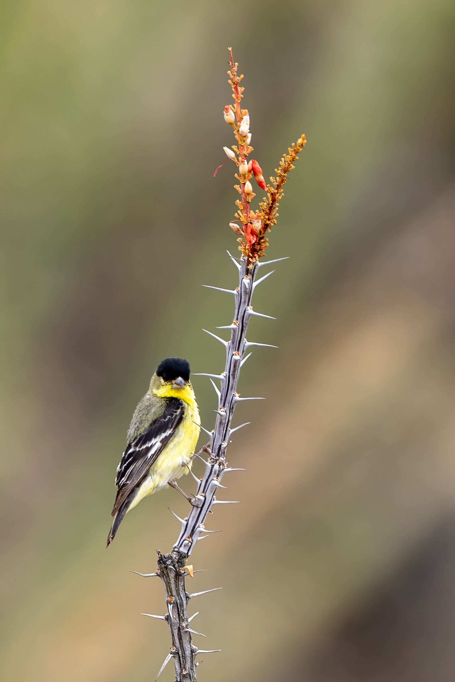 Lesser Goldfinch on a flowering Ocotillo