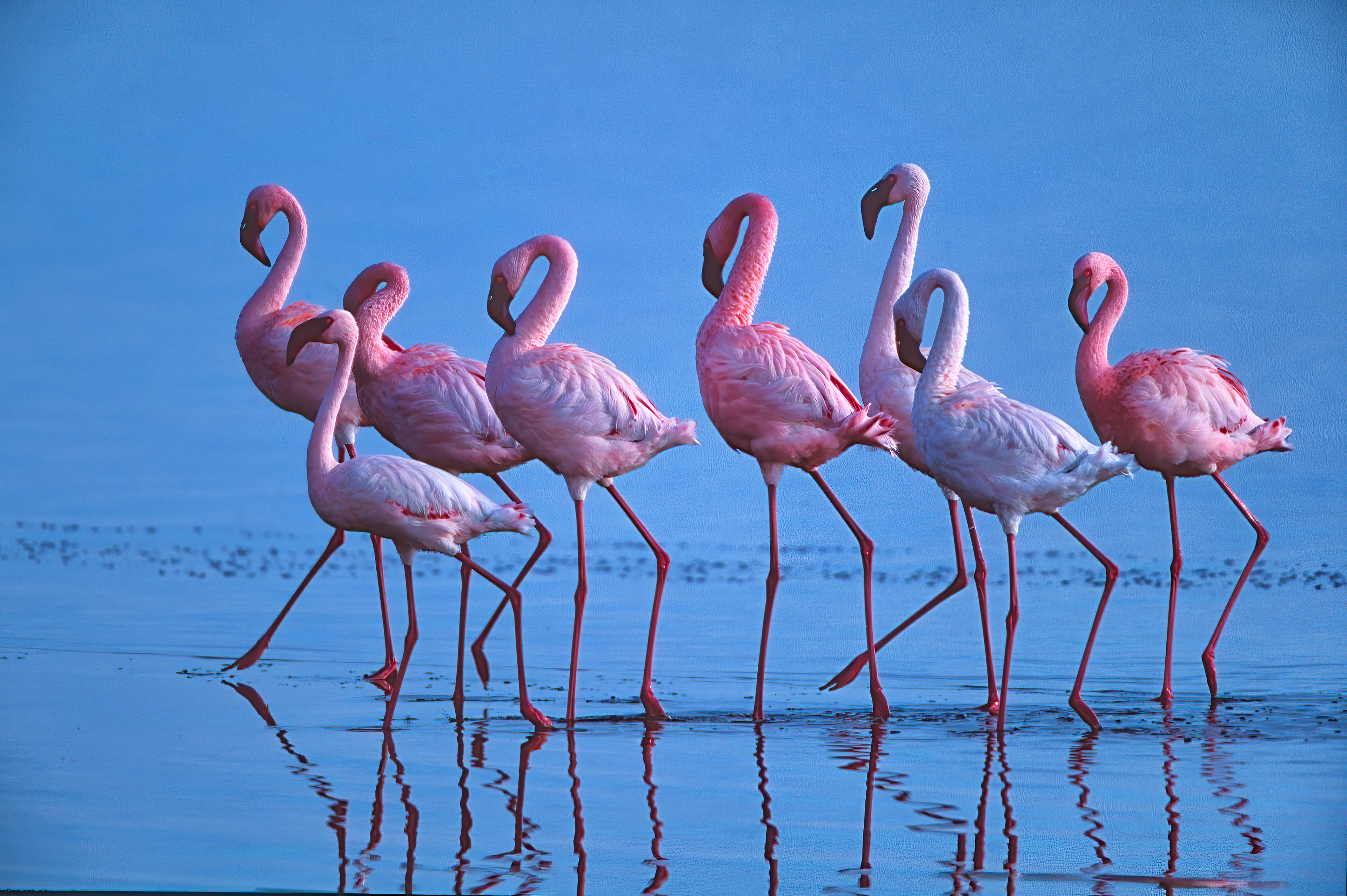 Greater Flamingos parading - Nakuru