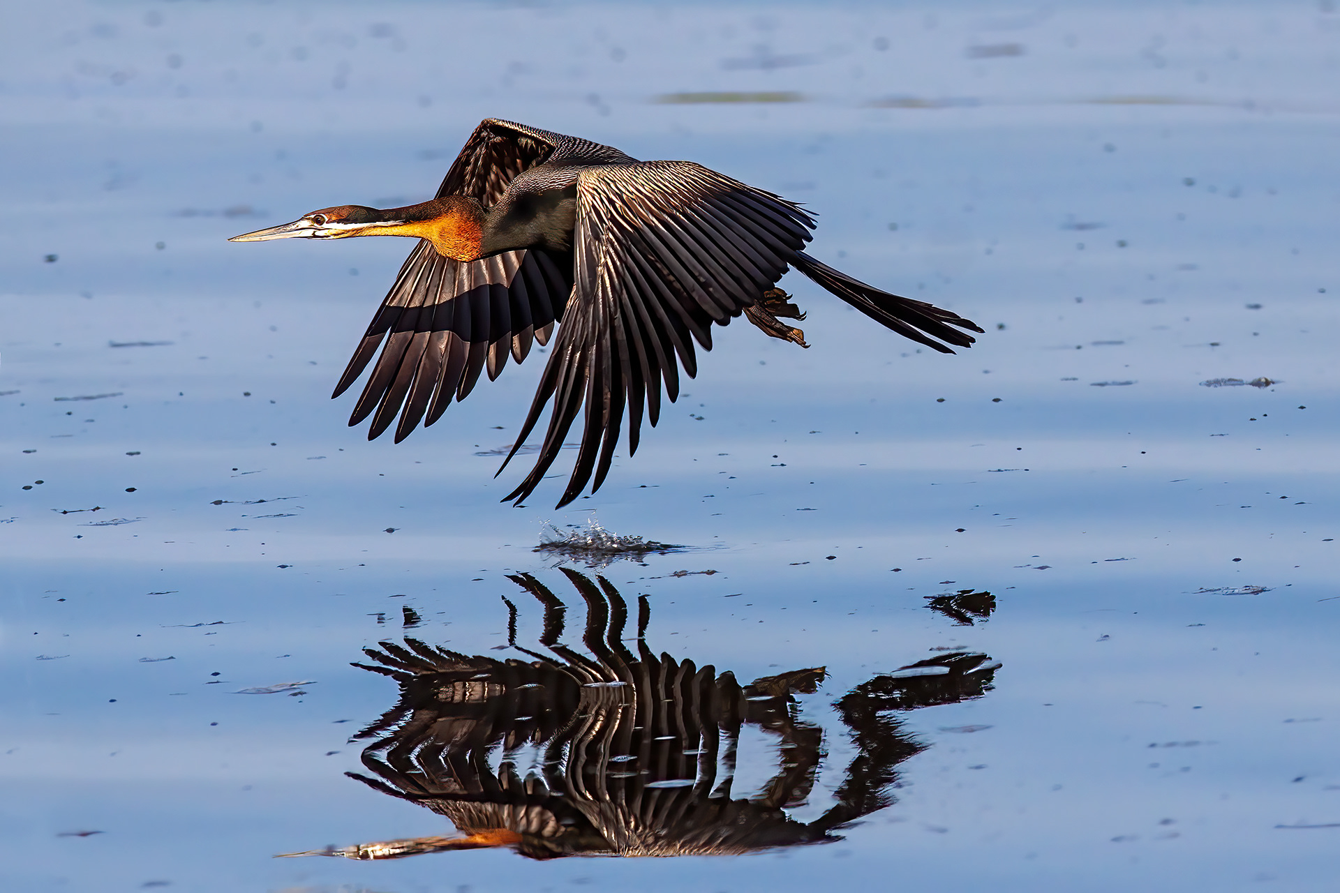 Reed Cormorant skimming the surface of the Nile River - Uganda