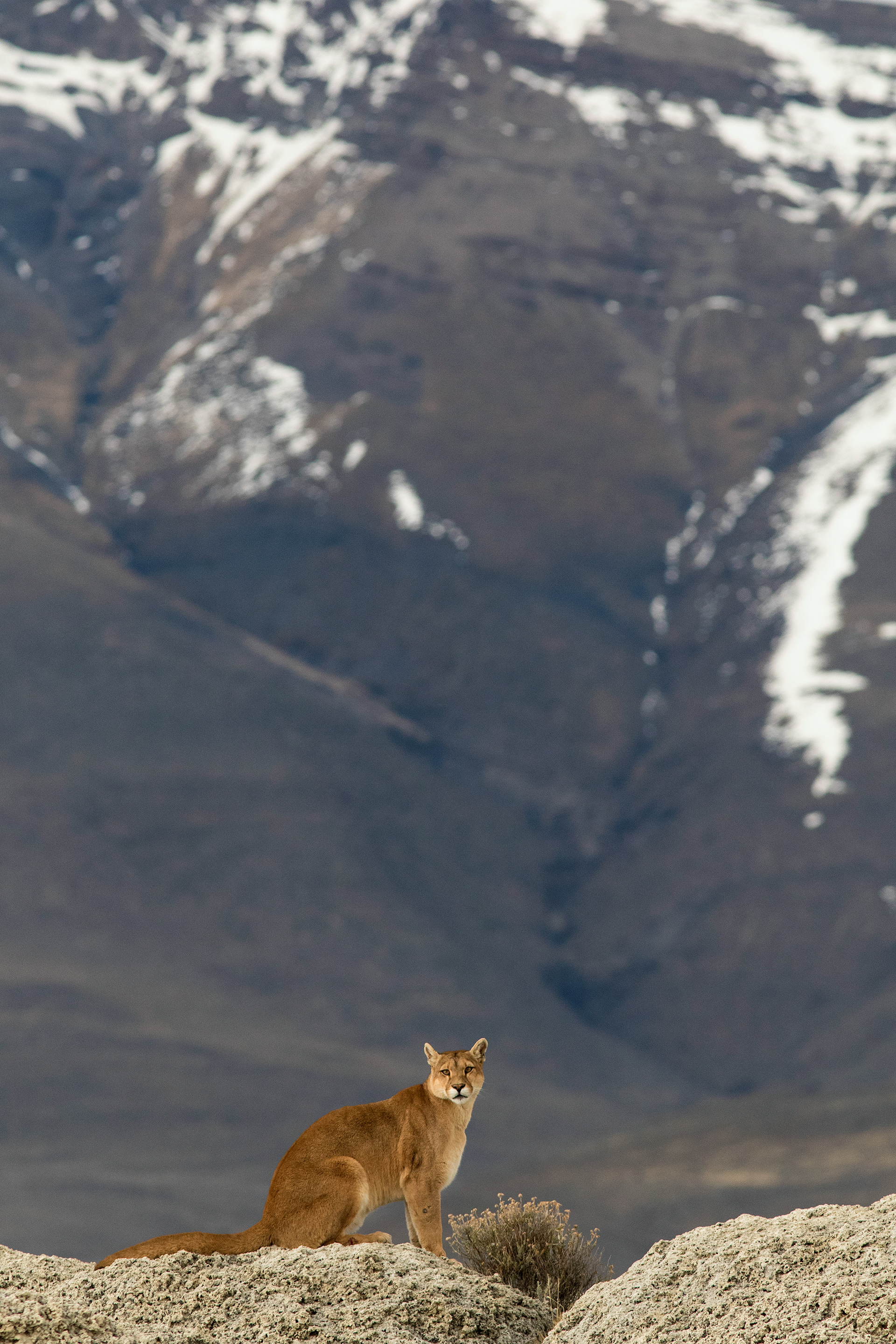 female Puma - Patagonia - RM