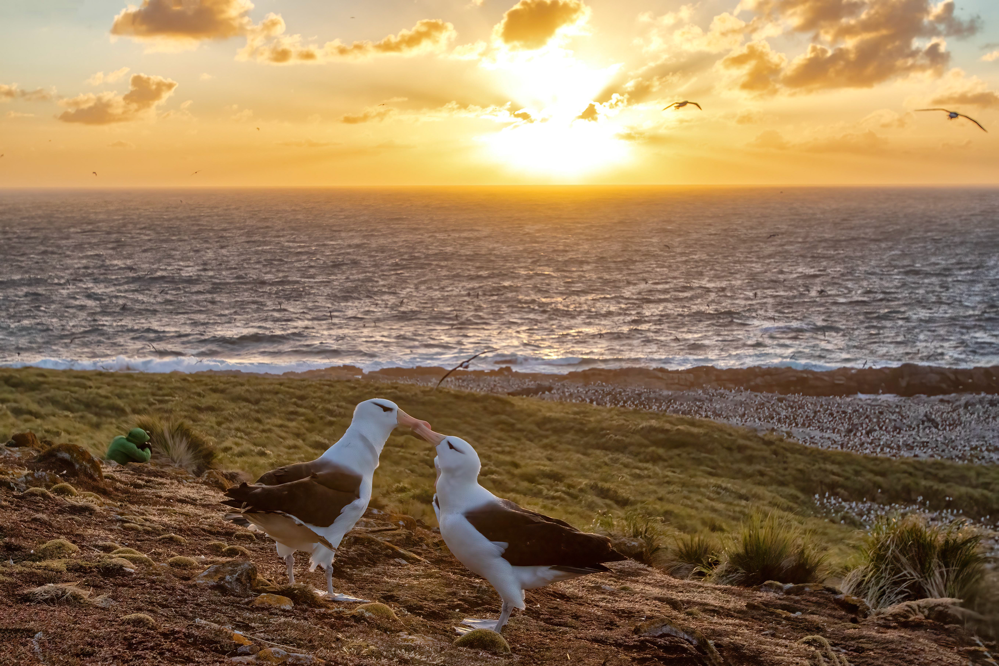 Black-browed Albatross courtship at sunset on Steeple Jason - Falklands - RM