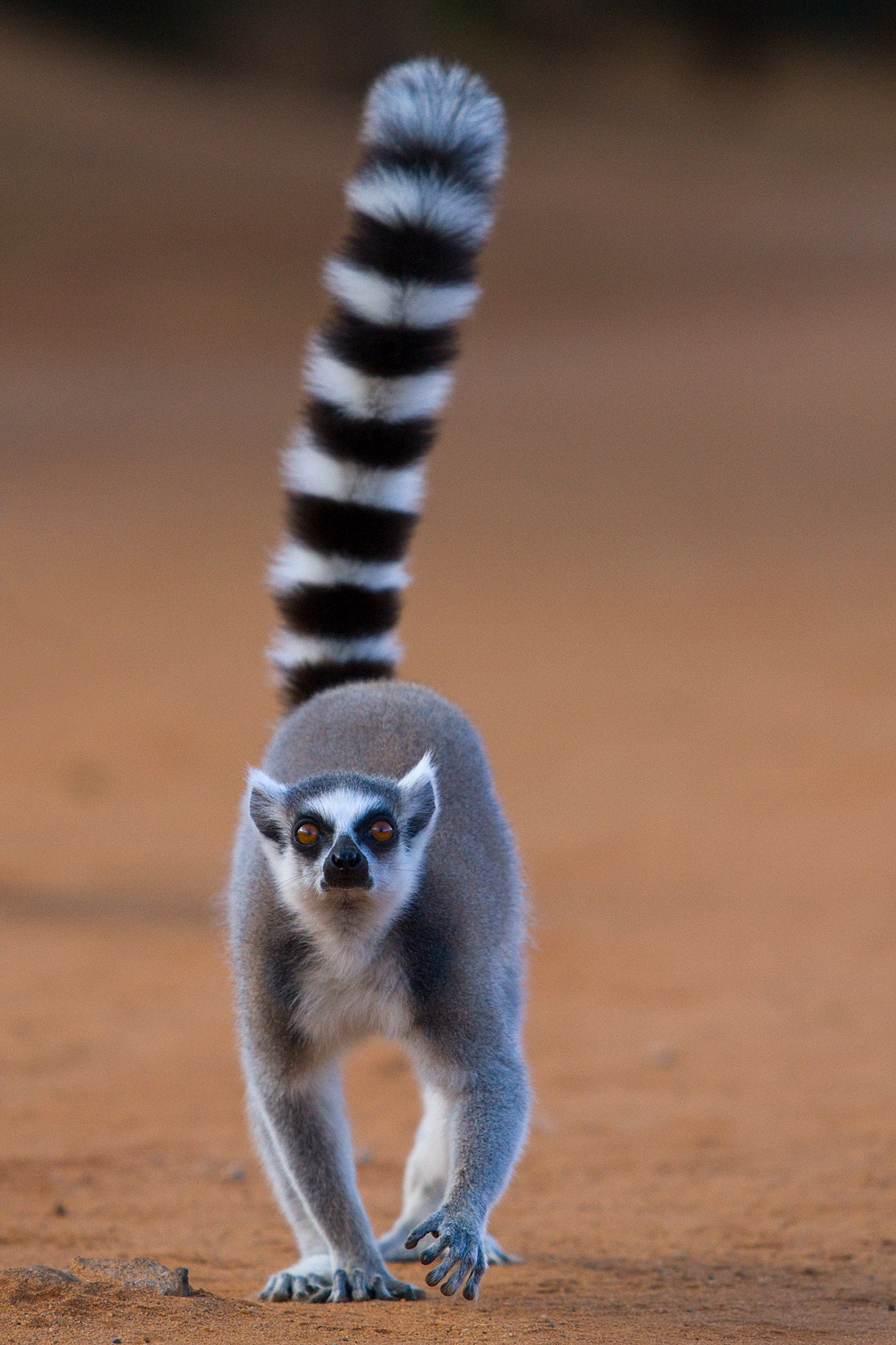 Ring-tailed lemur - Berenty