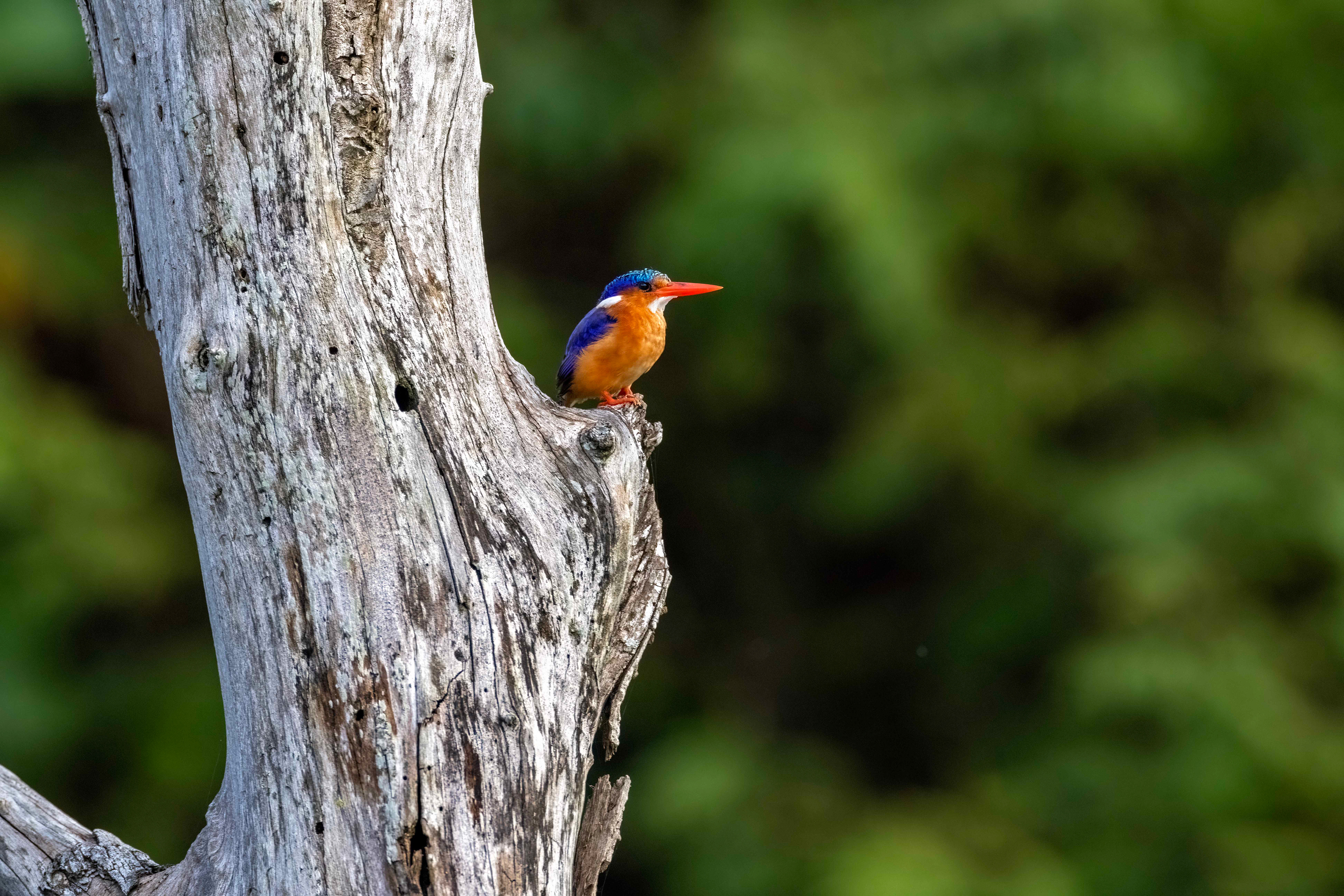 Malachite Kingfisher - Murchison Falls National Park, Uganda