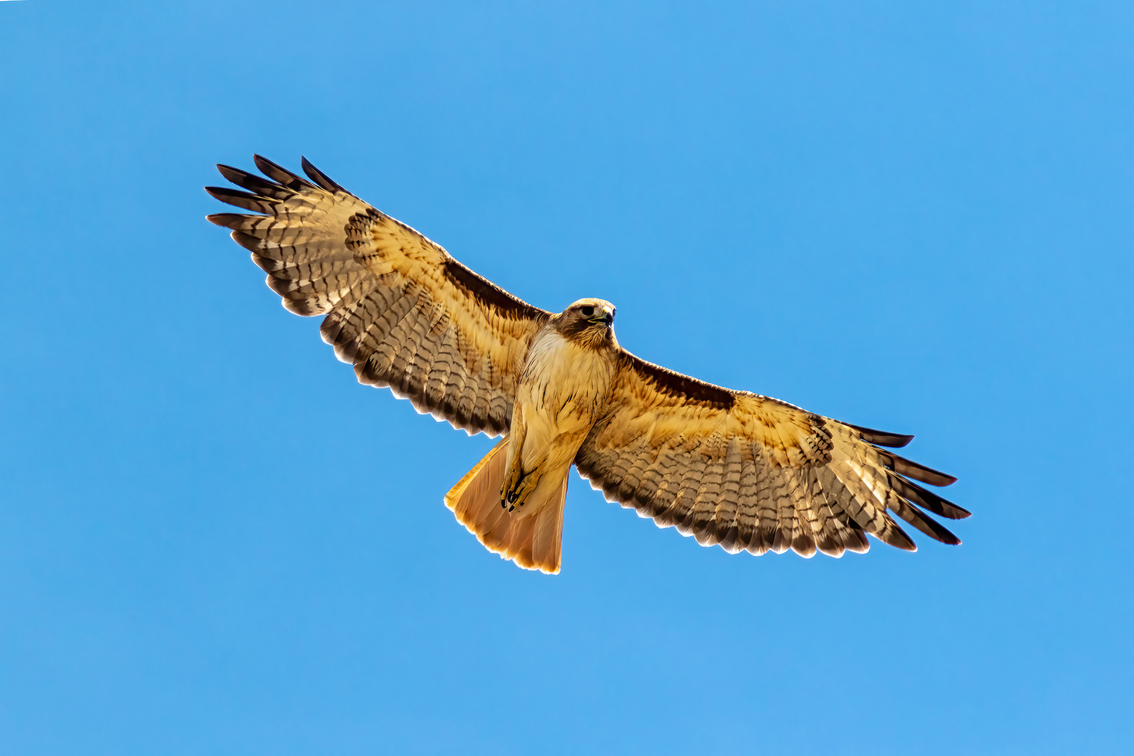 Red-tailed Hawk - RM
