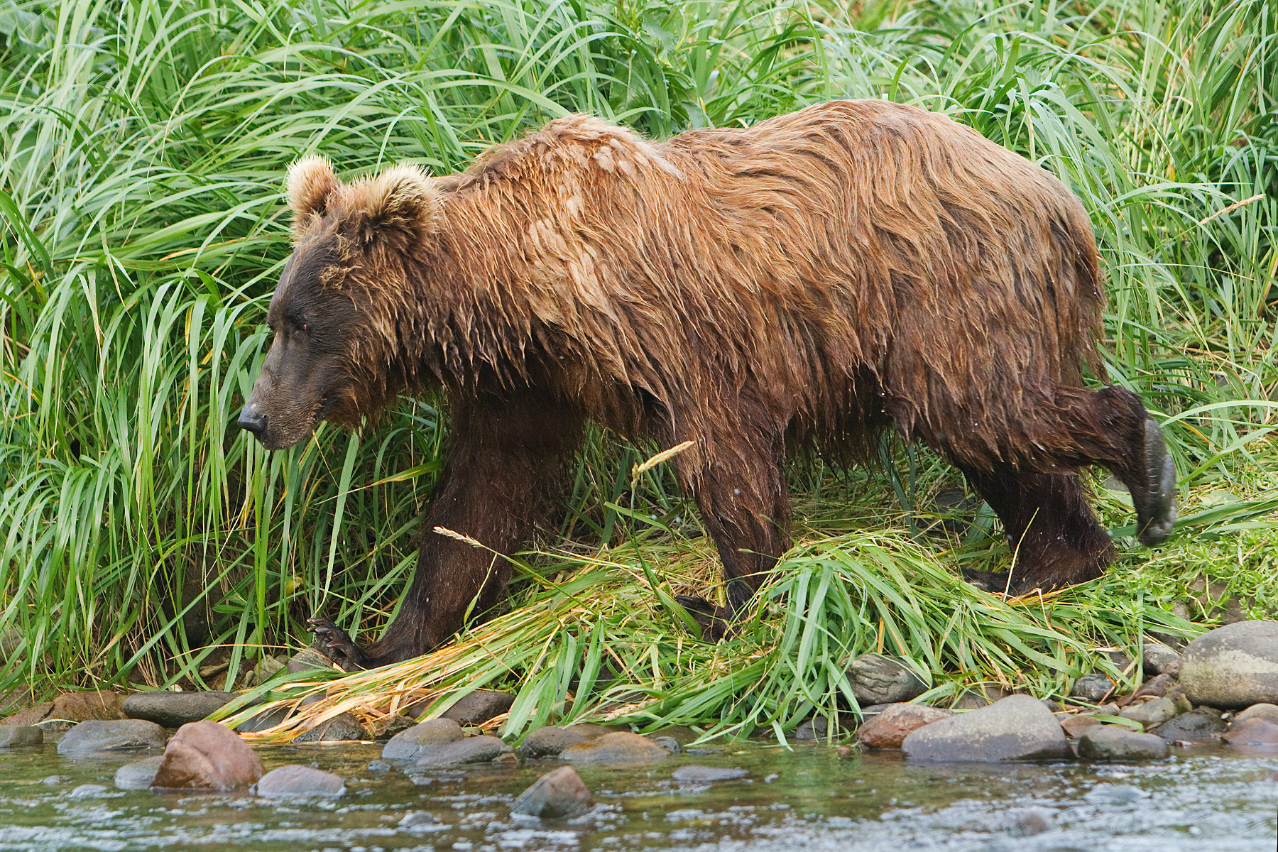 Female Grizzly Bear gong fishing - Katmai Alaska