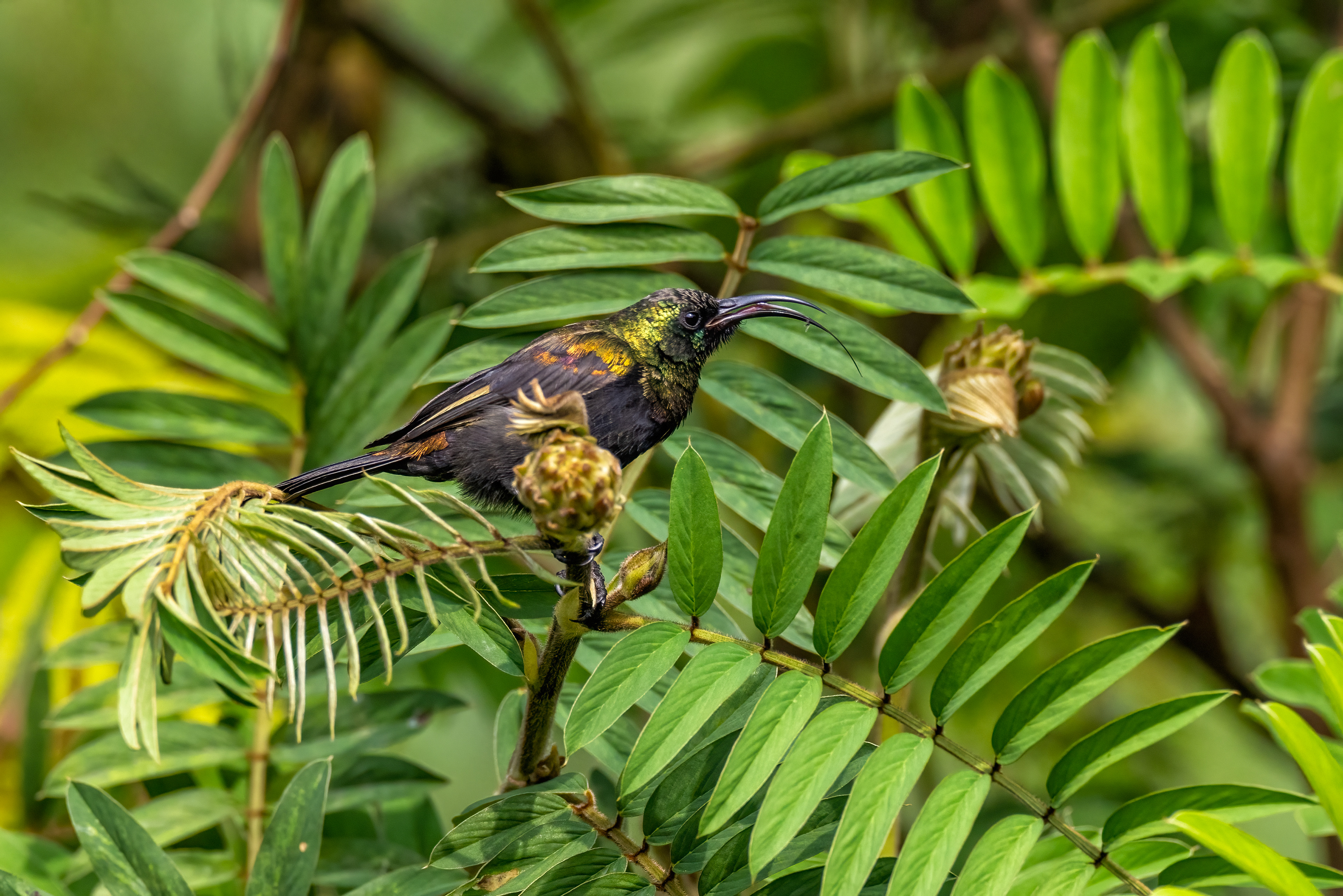 Bronze Sunbird - Chahafi, Uganda