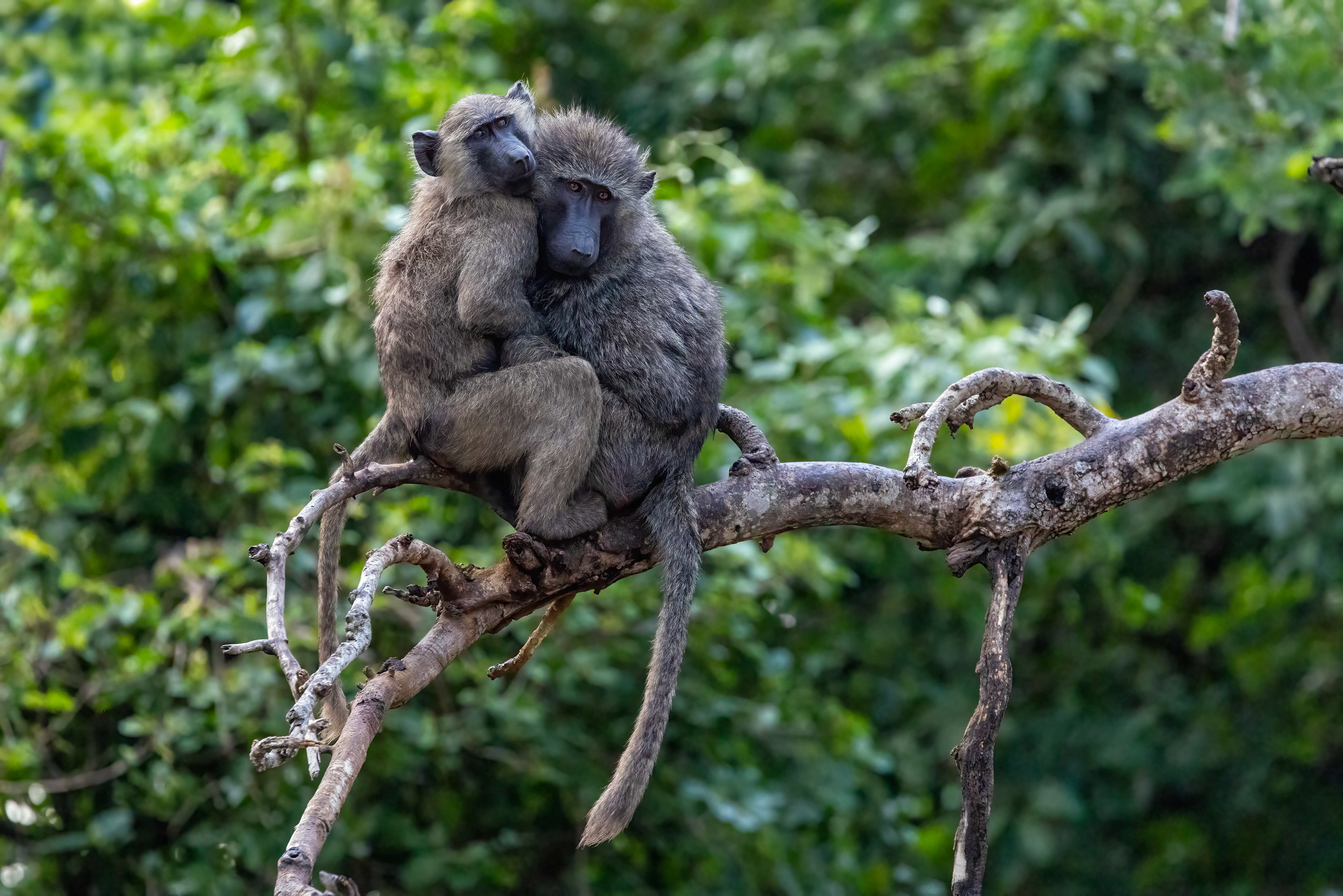Baboons keeping warm on a cool morning in Murchison Falls National Park - Uganda