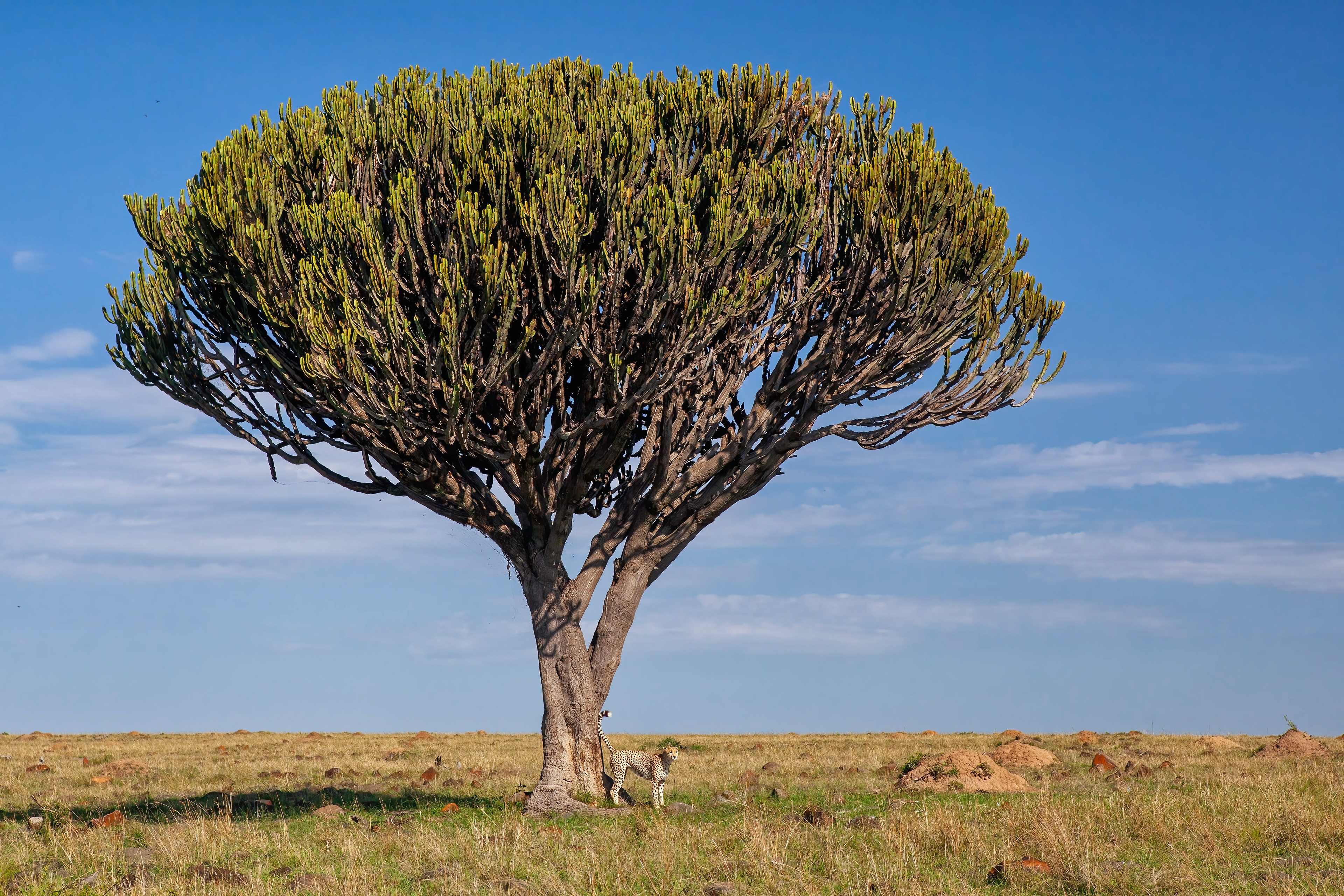 Cheetah under a huge Euphorbia Tree - Masai Mara