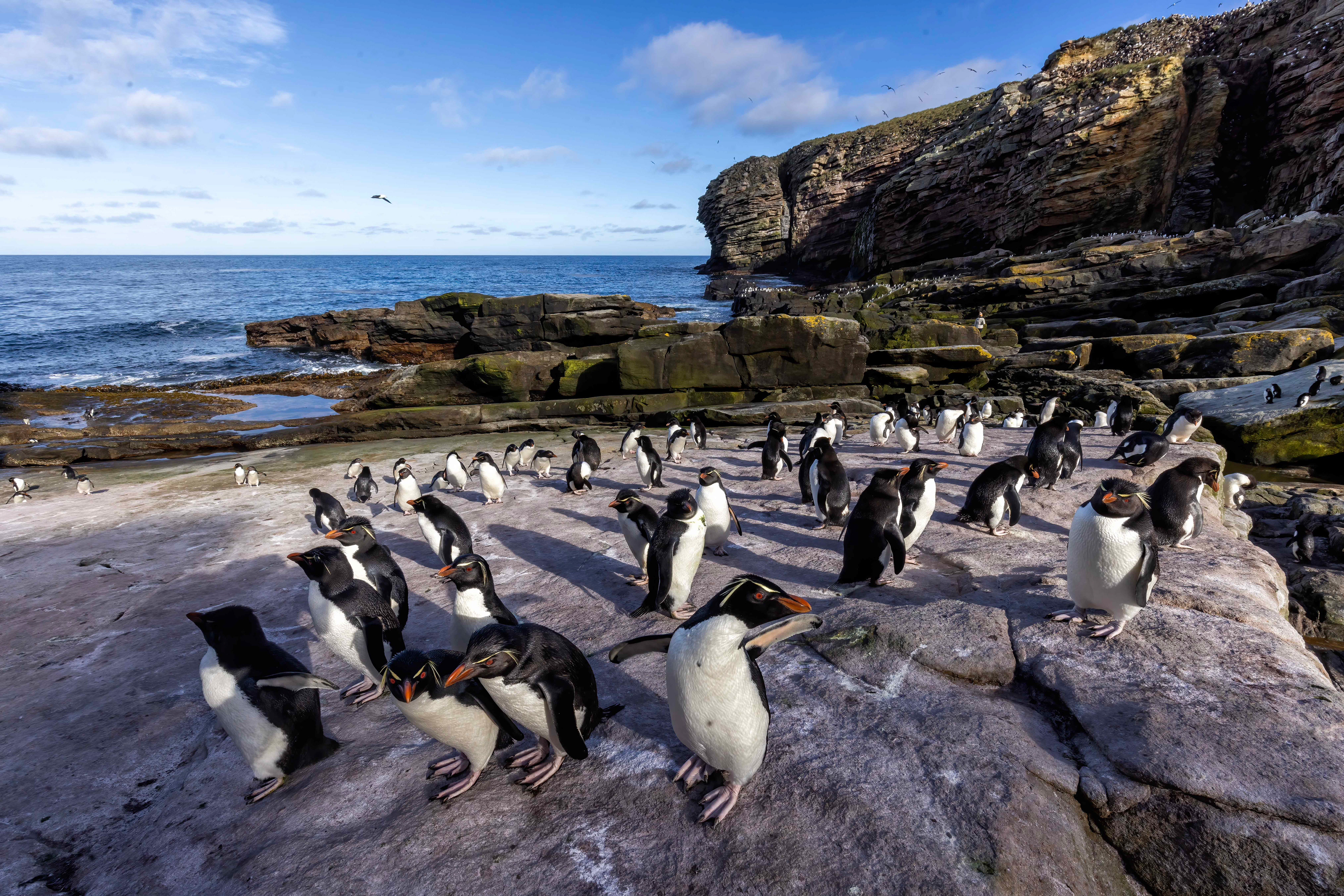 Southern Rockhopper Penguins gathering in the early morning - Falklands