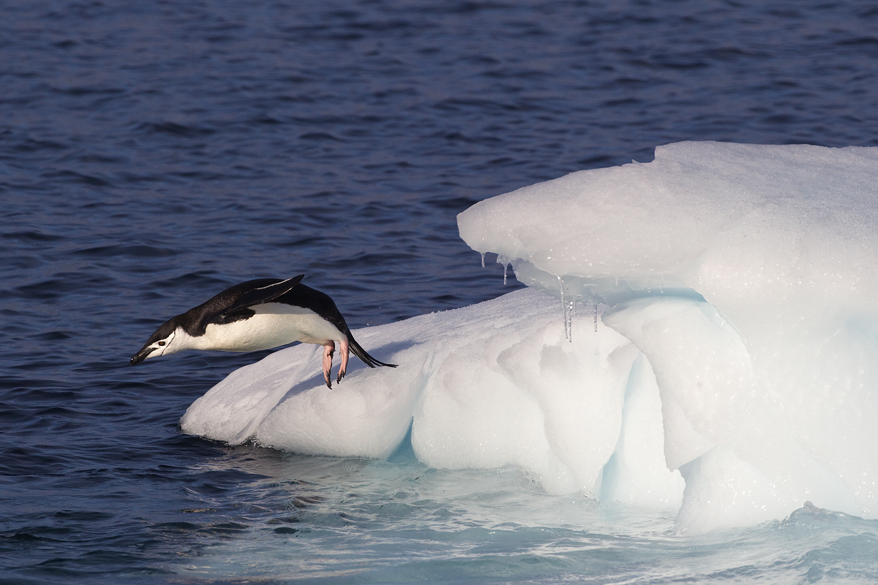 Chinstrap Penguin diving off a small iceberg - Antarctic islands