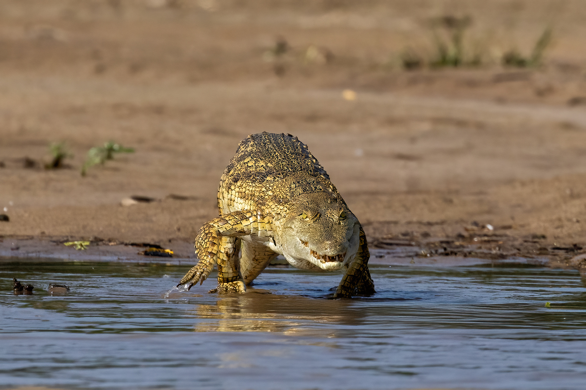Young Nile Crocodile - Murchison Falls National Park, Uganda