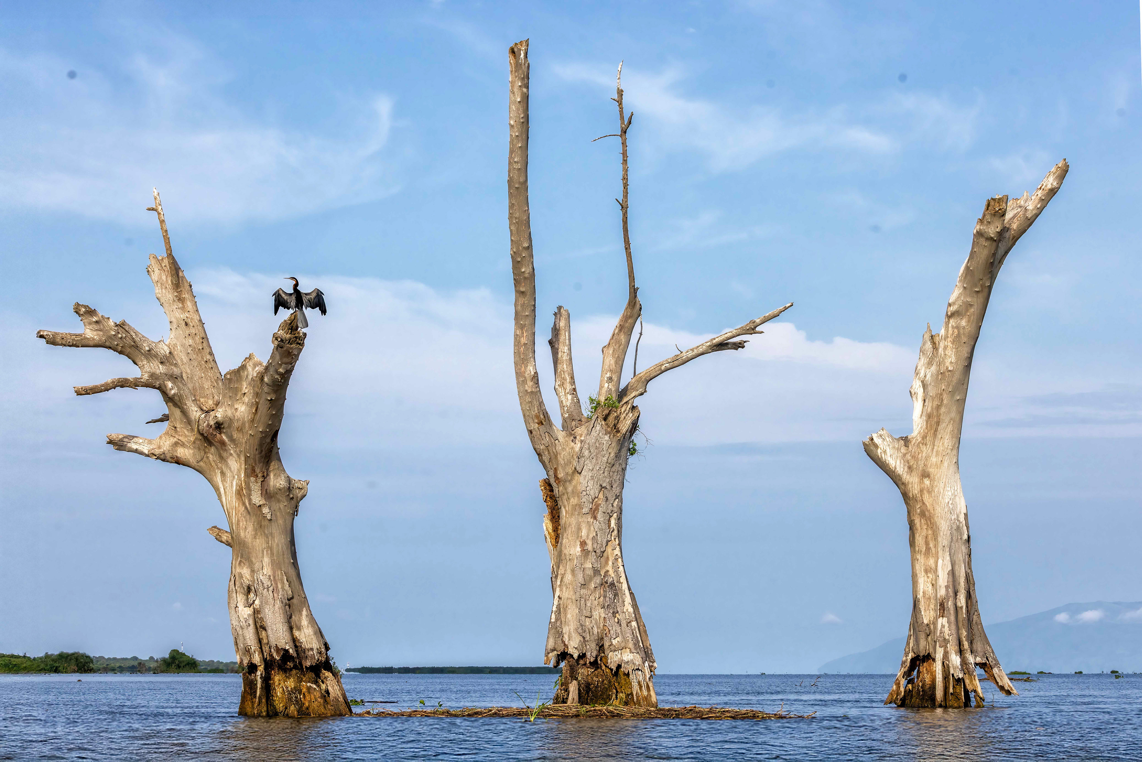 Darter drying its wings on a dead tree in Lake Albert, Uganda