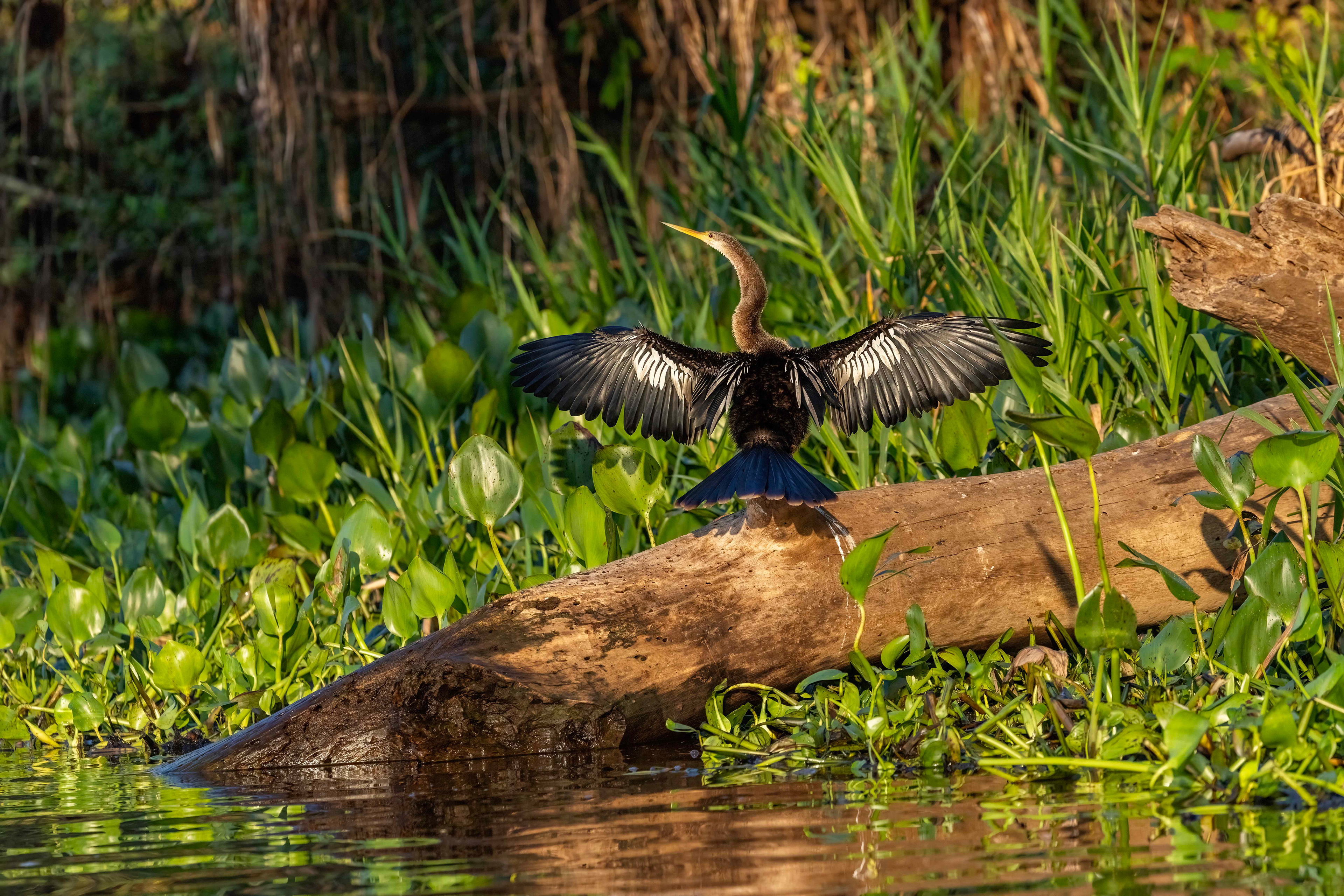 Anhinga drying its wings