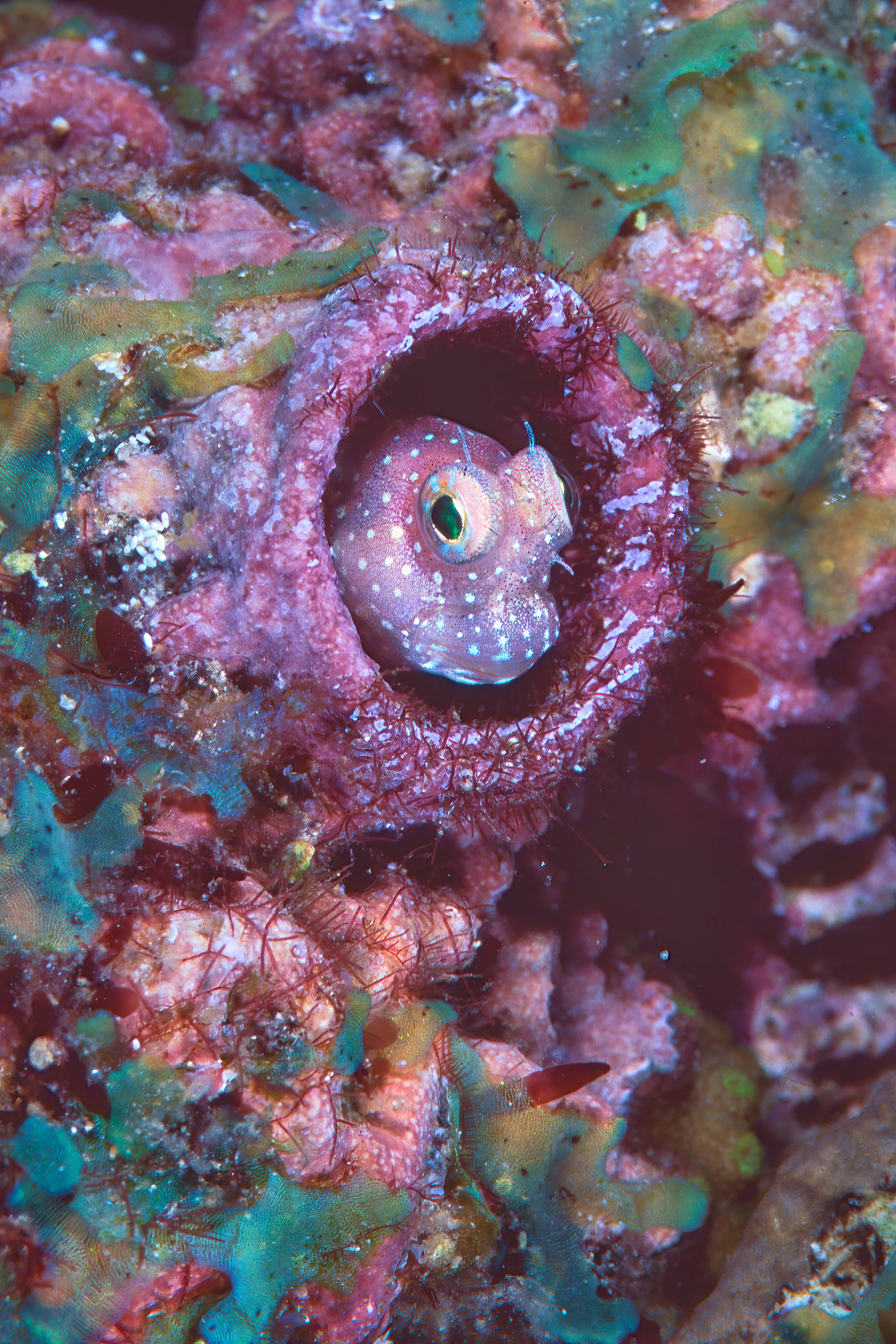 Beautiful pink goby blending with its environment - Papua New Guinea