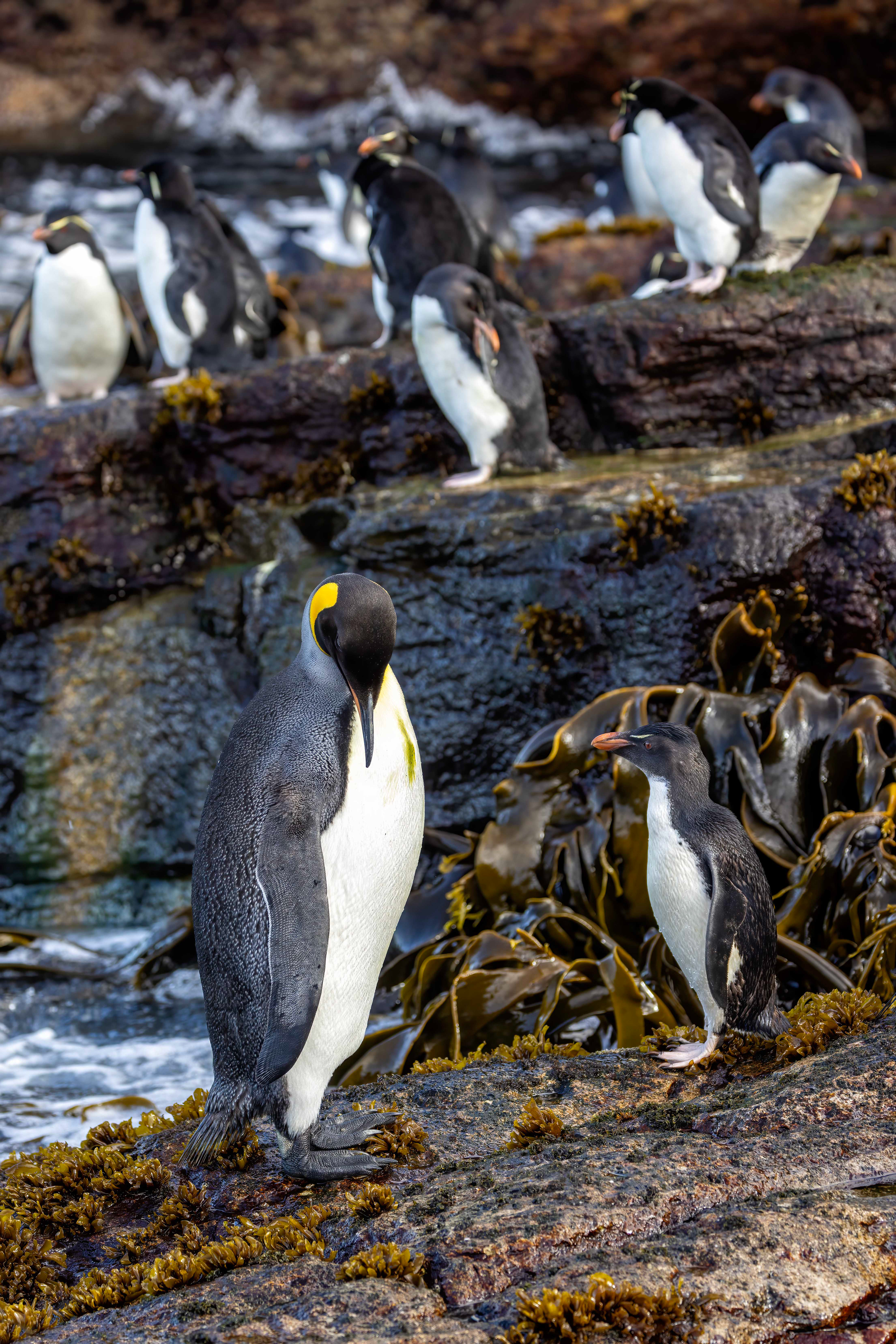 Lone King Penguin hanging out with the Southern Rockhoppers - Falklands - RM
