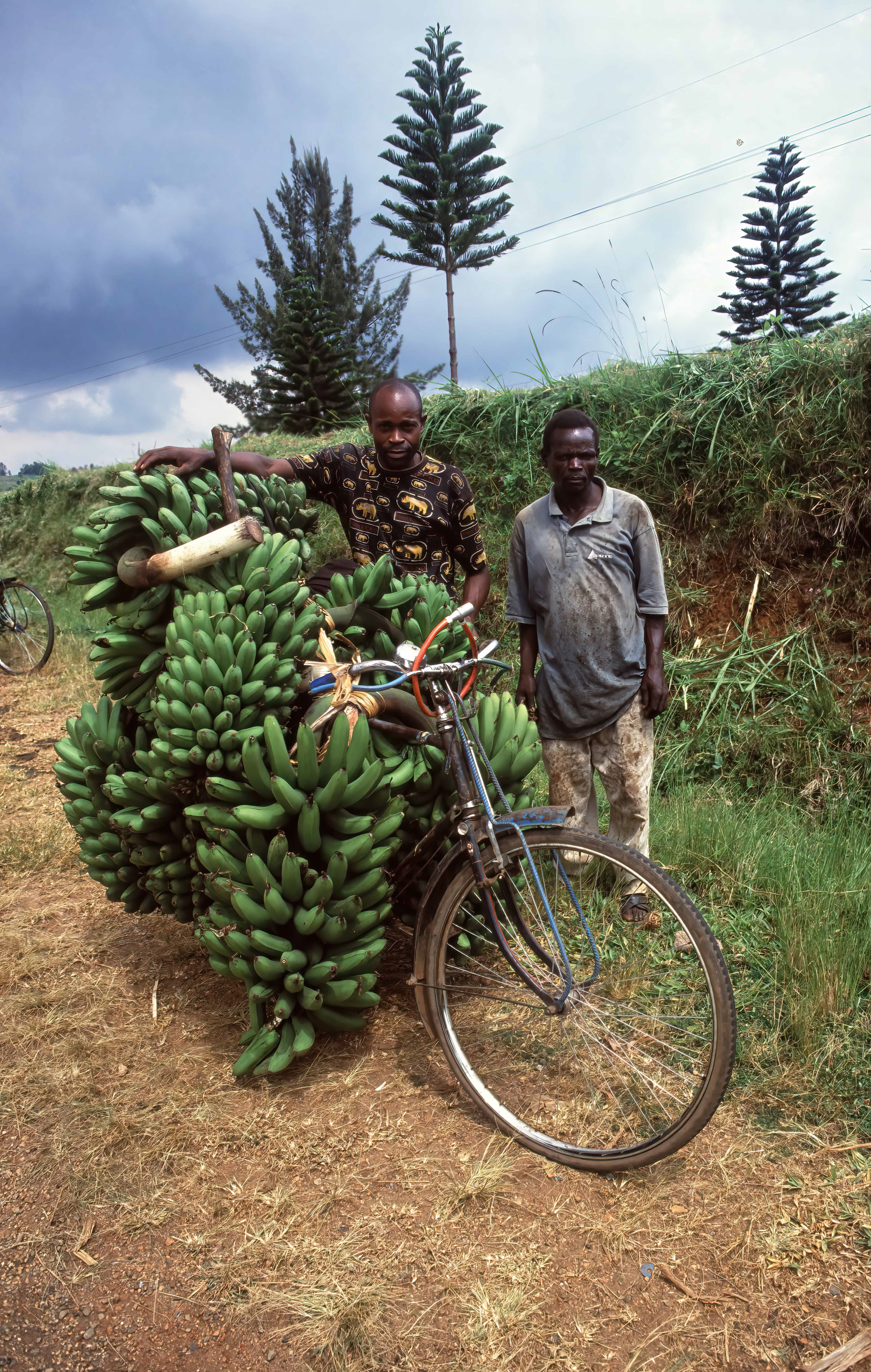 Transporting Matoke Bananas to market - Uganda