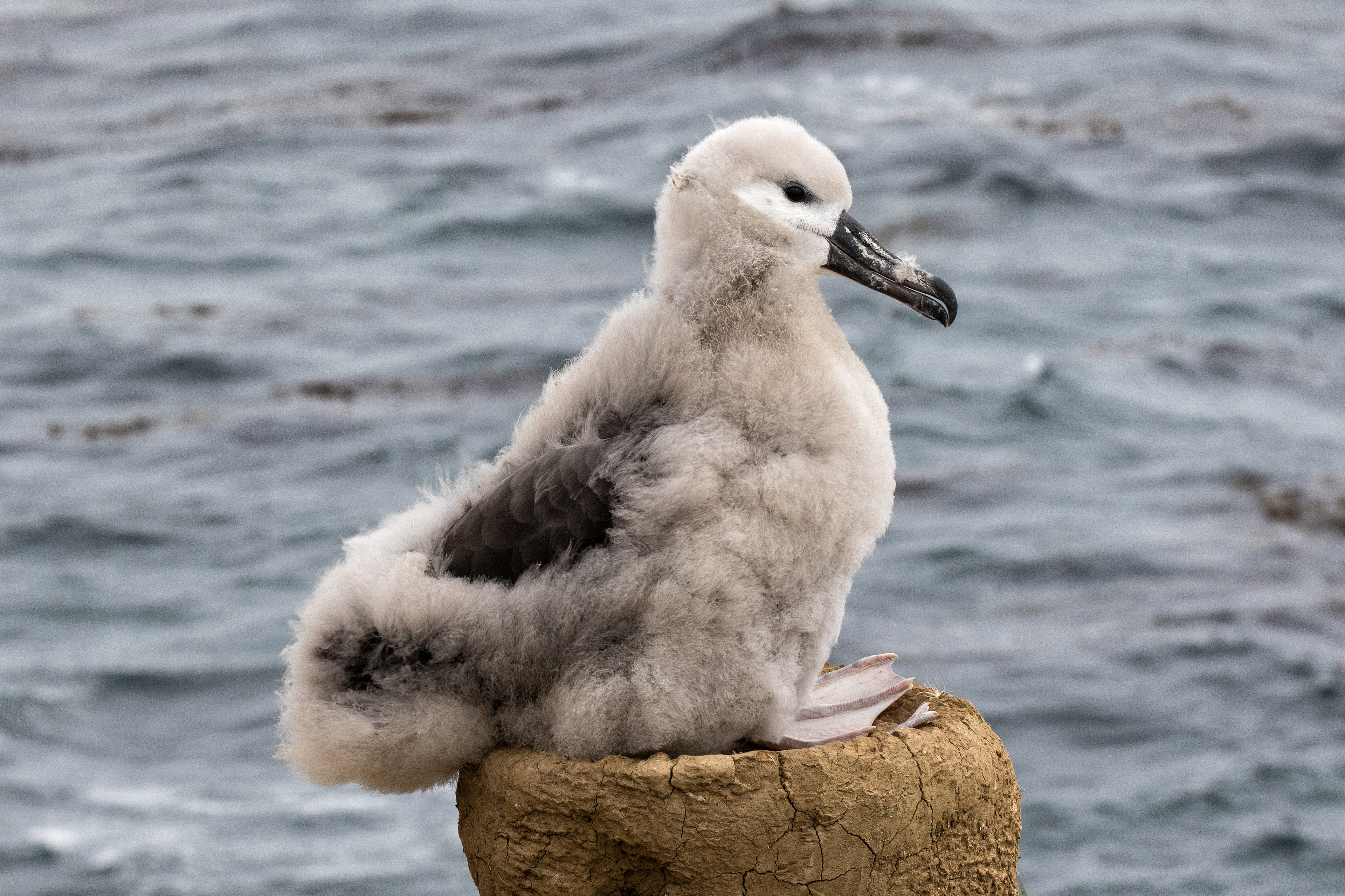 Black-browed Albatross chick on a nest - Falklands