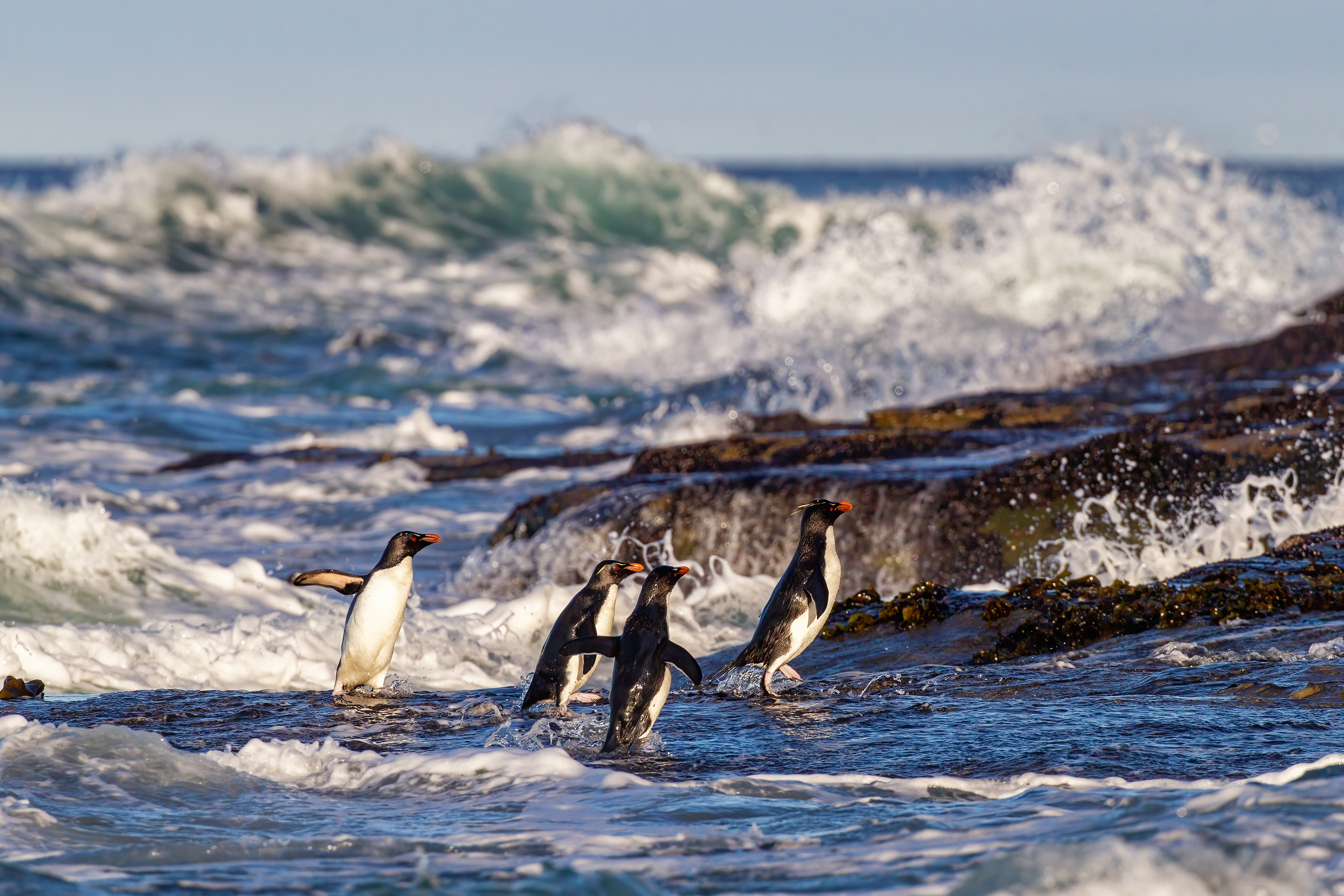 Southern Rockhopper Penguins battling rough seas to return to the rocks on Saunders Island - Falklands