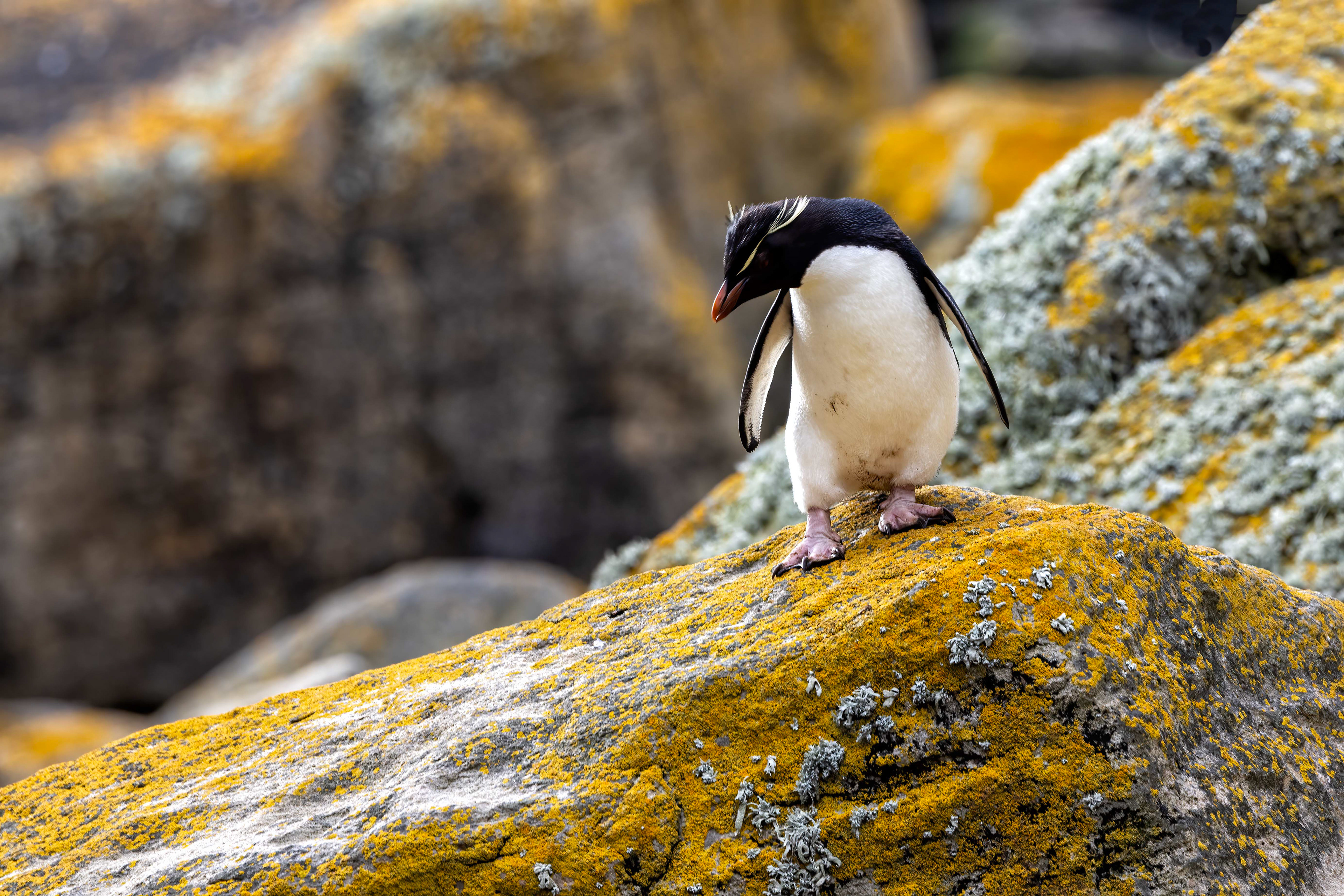 Southern Rockhopper on the yellow lichen covered rocks - Falklands - RM