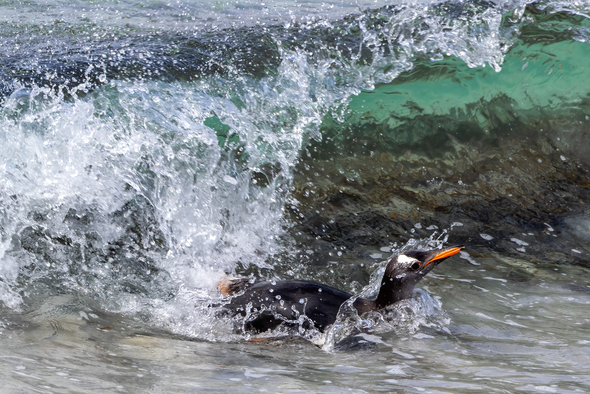 gentoo Penguin surfing in - Falklands - RM