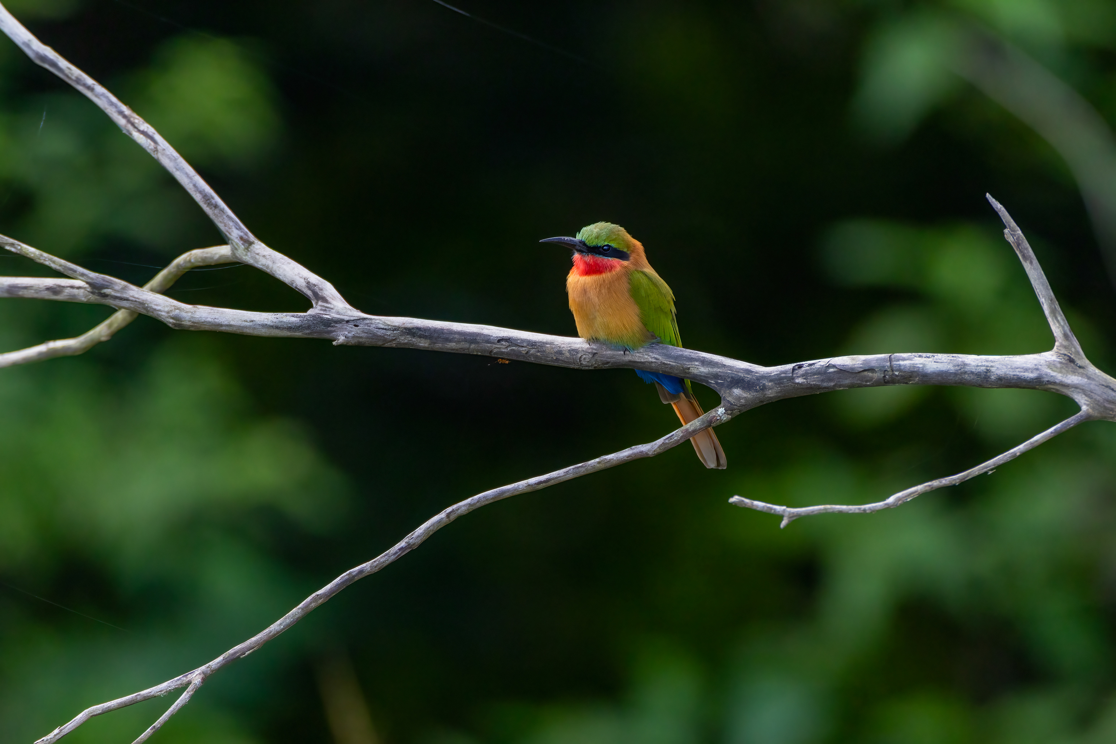 Red-throated Bee-eater - Murchison Falls National Park, Uganda