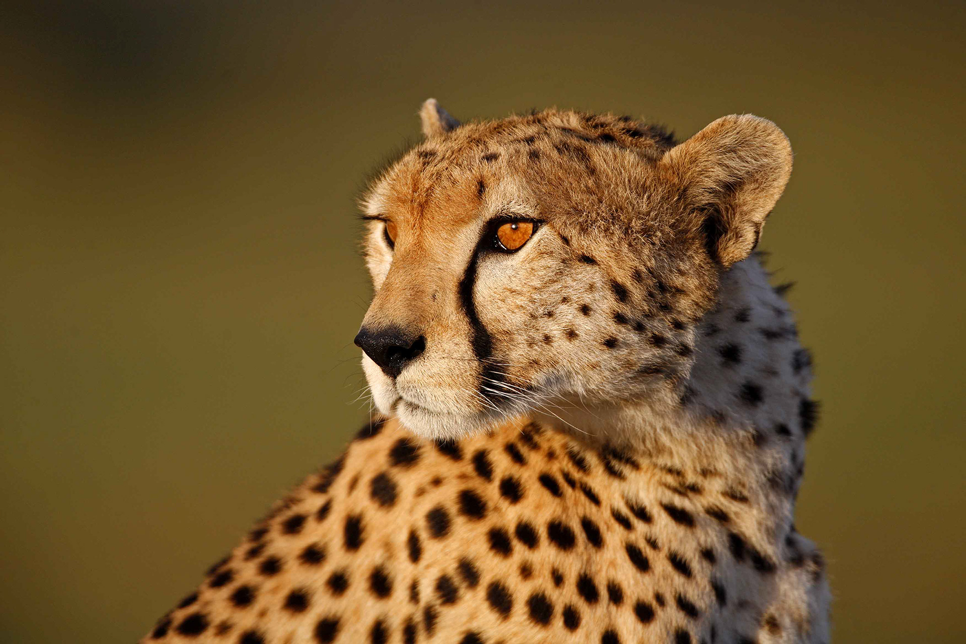 Female Cheetah - Masai Mara 