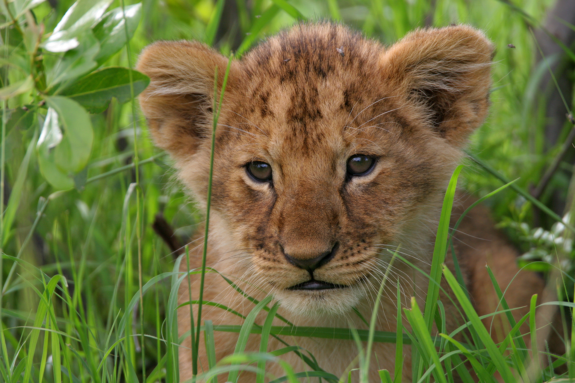 Lion cub - Masai Mara