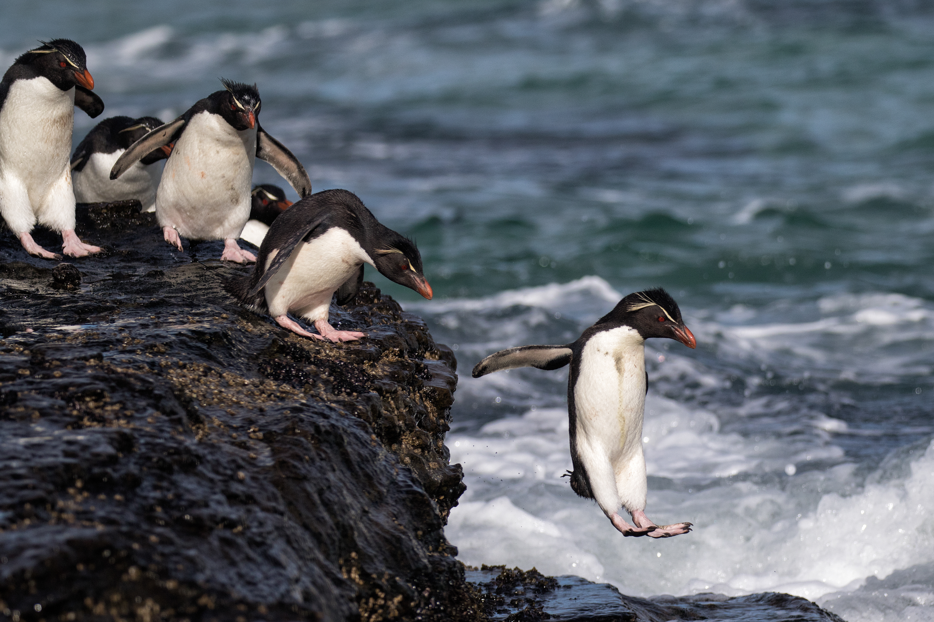 Rockhopper Penguins entering the sea in style - Falklands